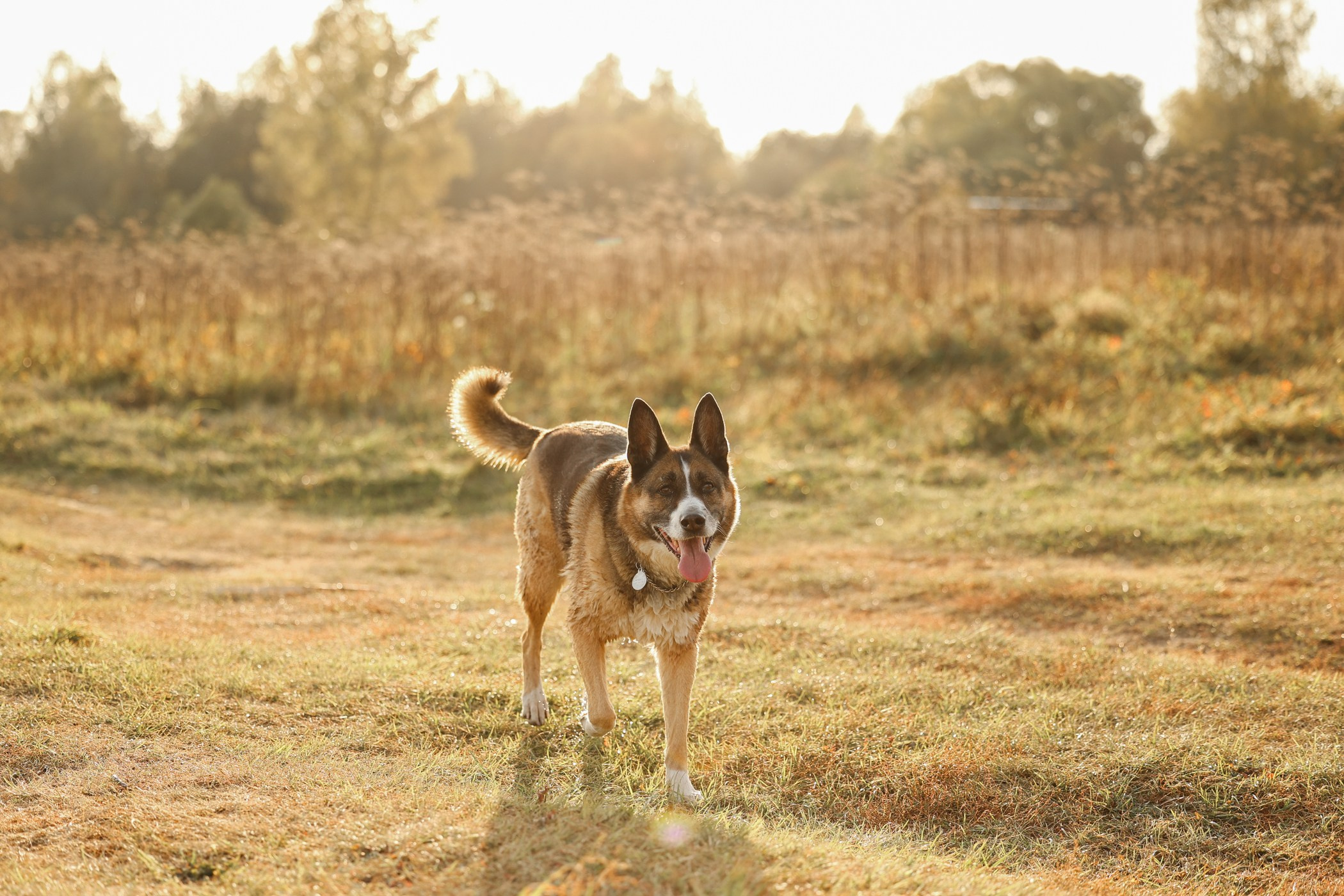 Прогулка на природе. Фотограф-анималист Полина Колкова | Москва