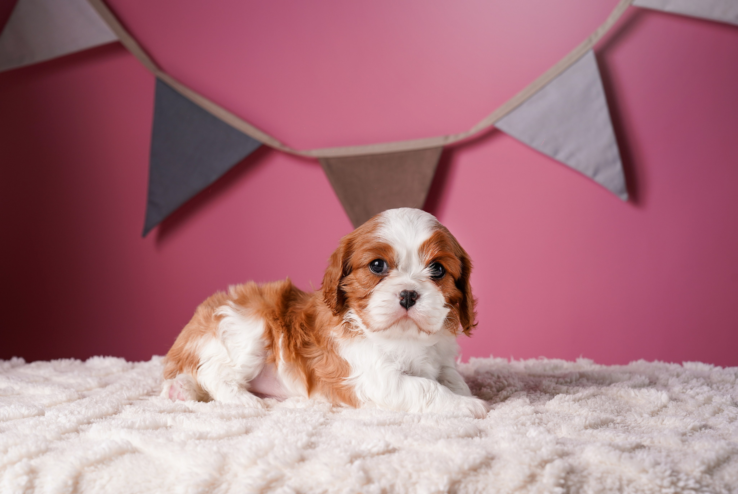 Щенки кавалера. Фотограф-анималист в Санкт-Петербурге Яна Мартынова