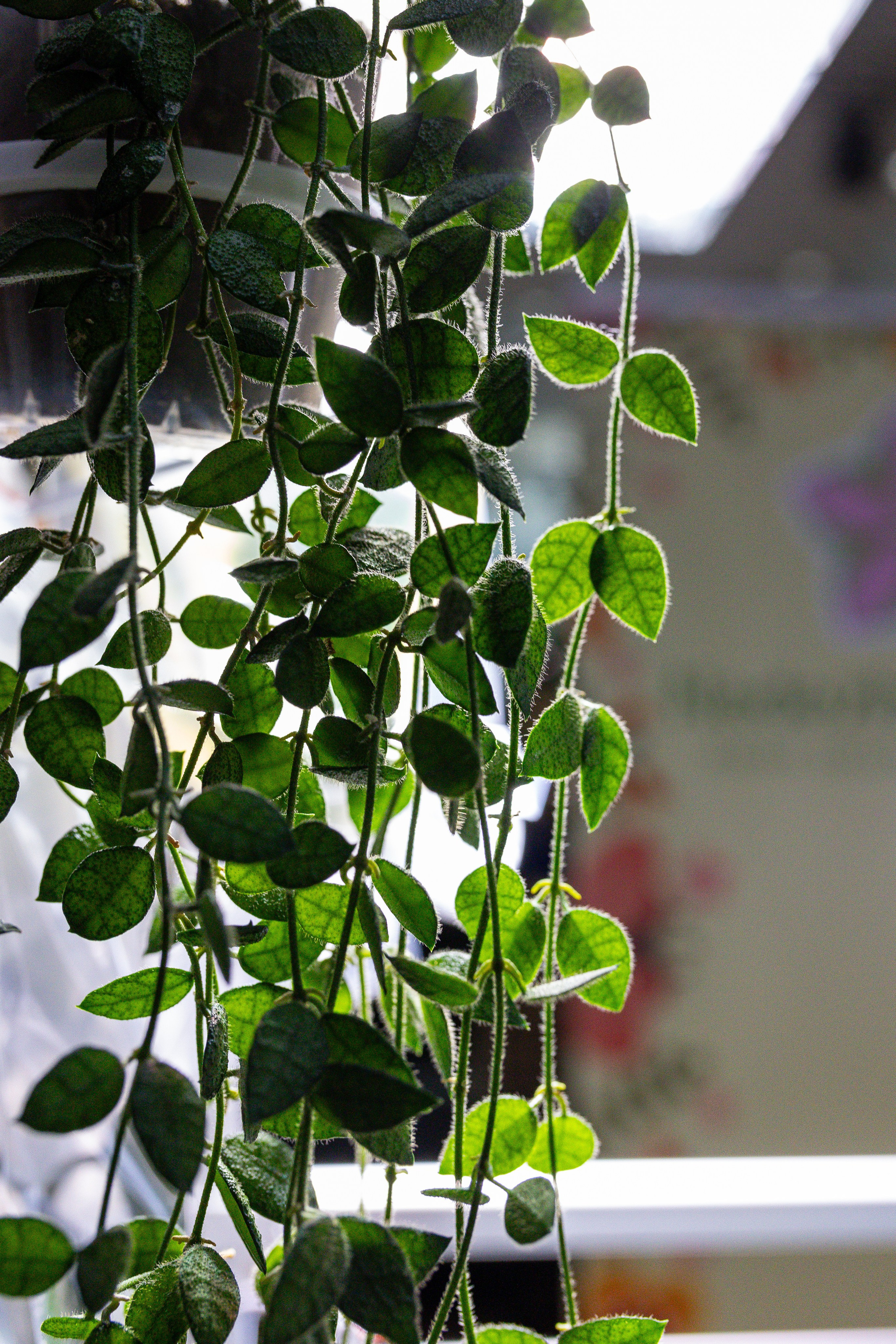 Монстериум 11–12 октября. Александра Куликова фотограф, Москва