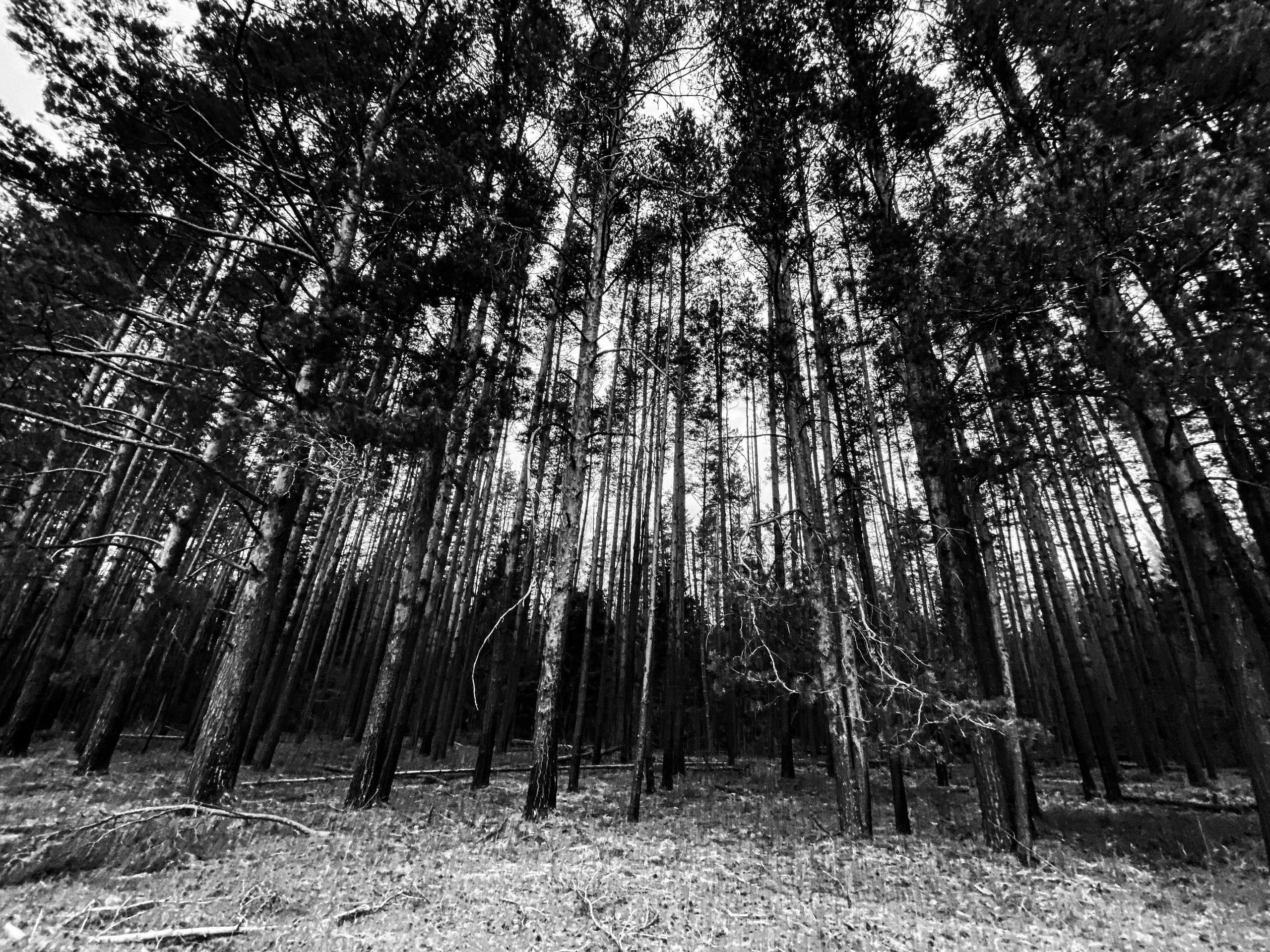 Работы с телефона. Свадебный фотограф в Москве Сафонова Анна