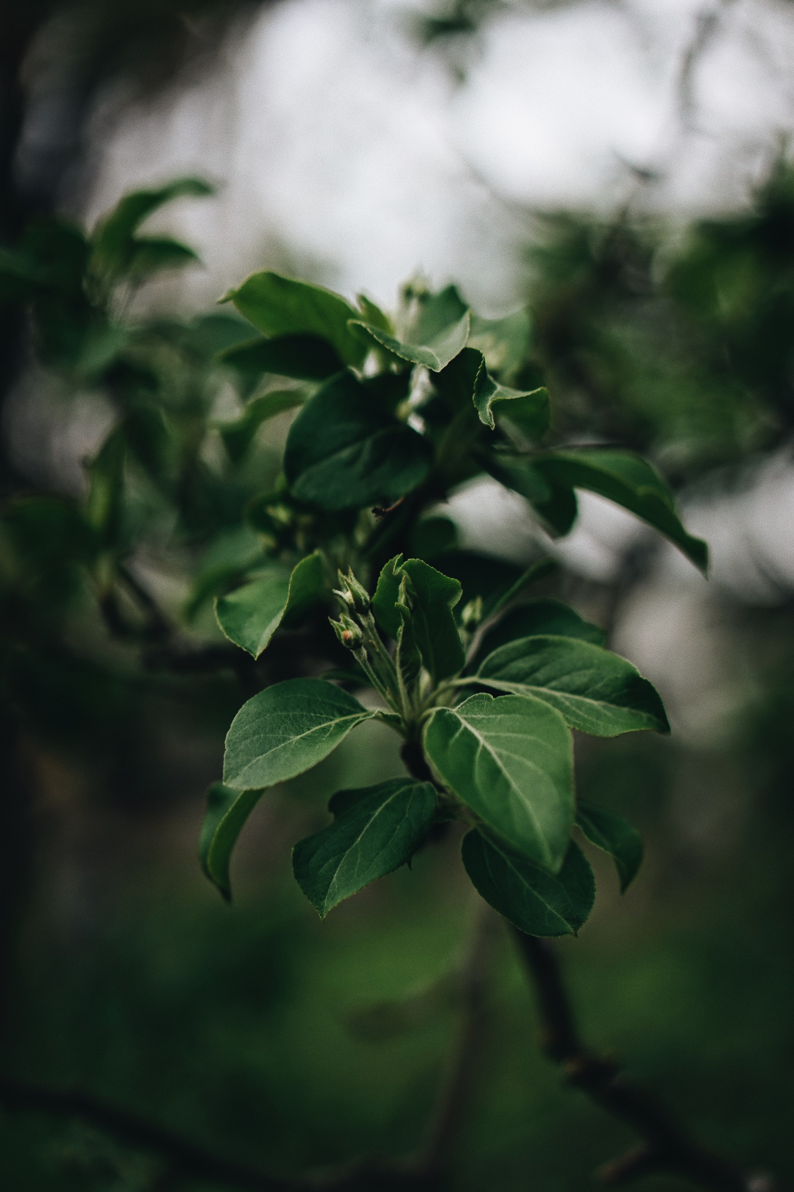 Nature. Ксения Копна. Фотограф из Санкт-Петербурга