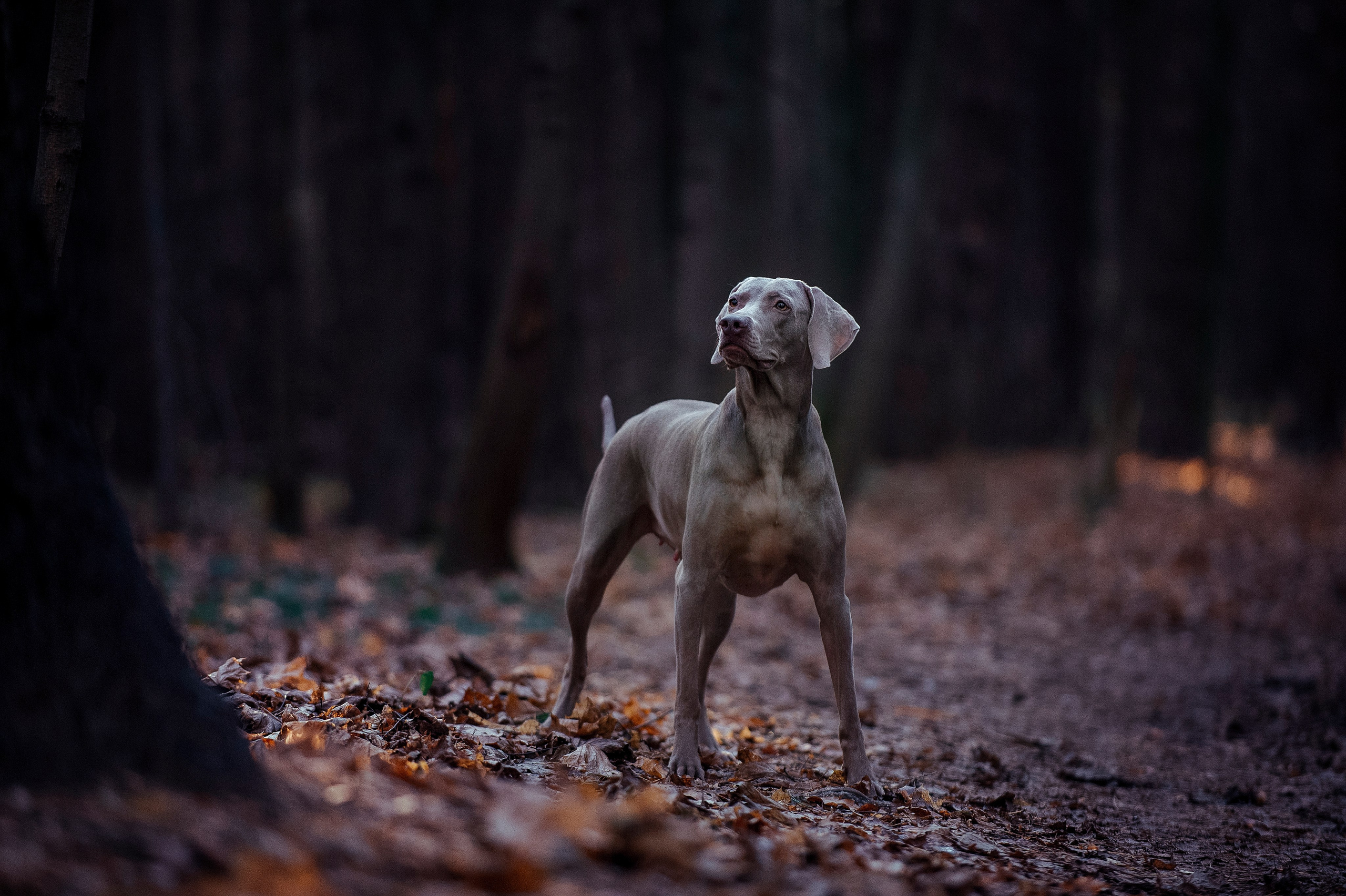 Собаки. Портретная и свадебная фотосъемка. Москва и область
