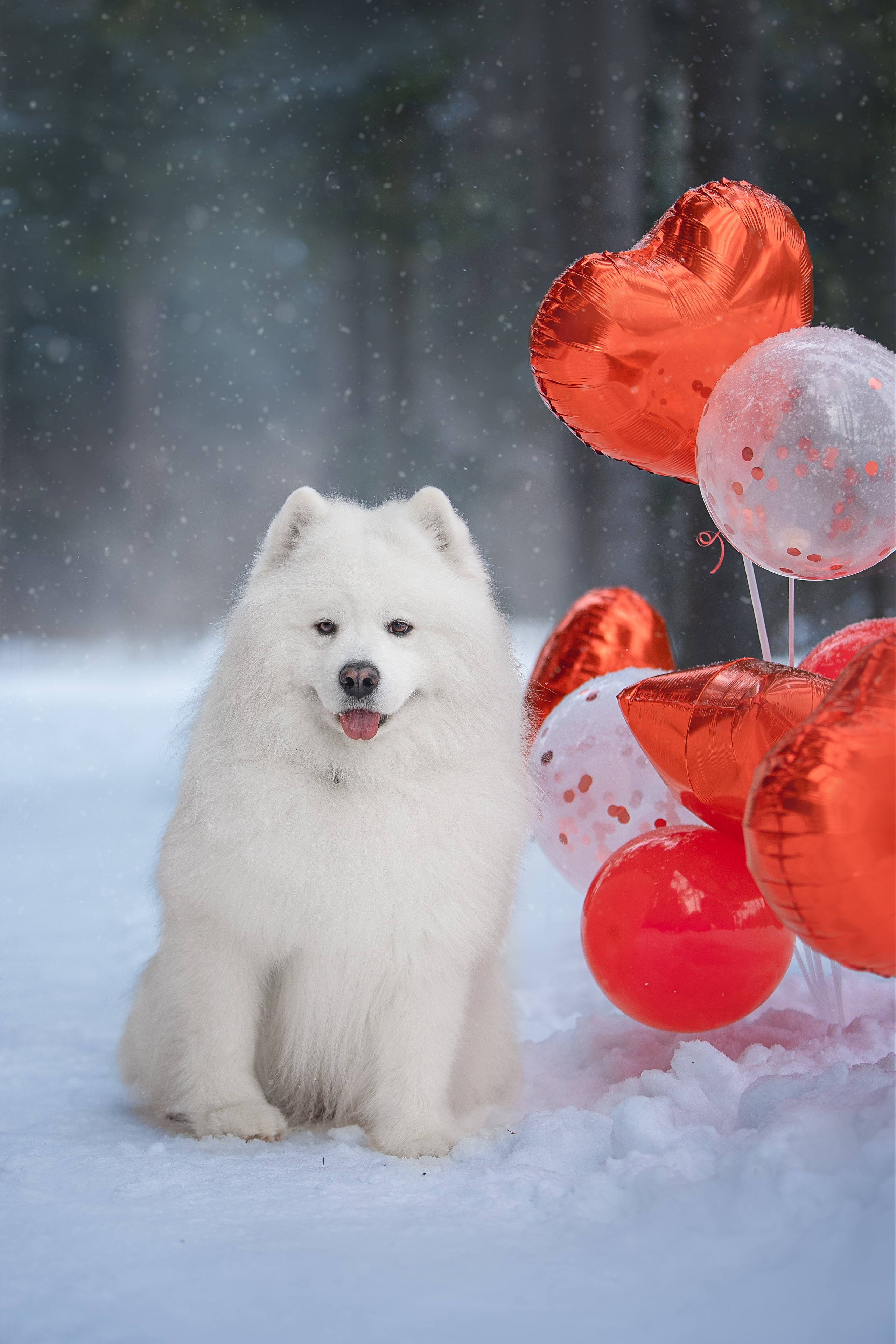 Самоедские мальчишки. Фотограф анималист в Москве Майорова Евгения