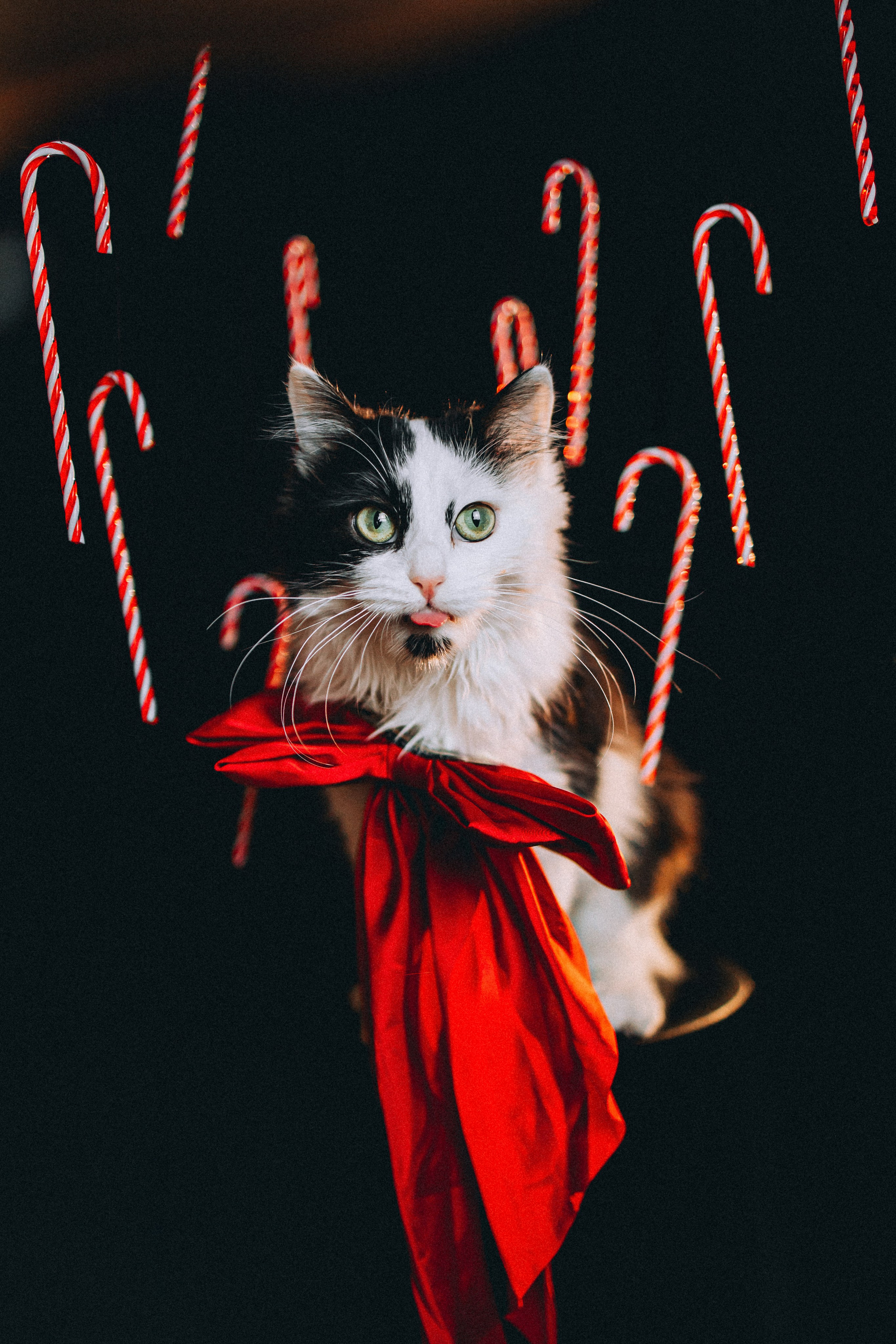 Джек, Бет и Кову