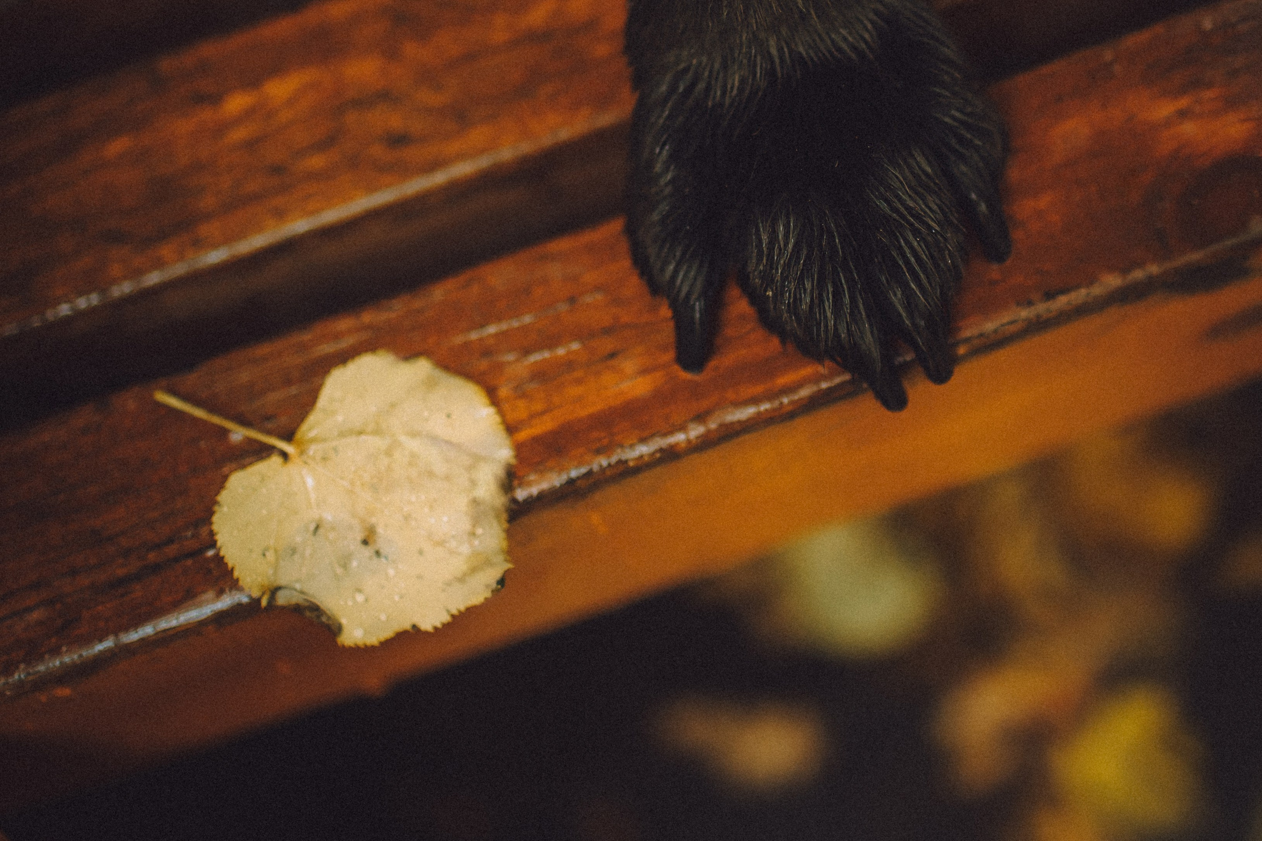 Рита и Буба