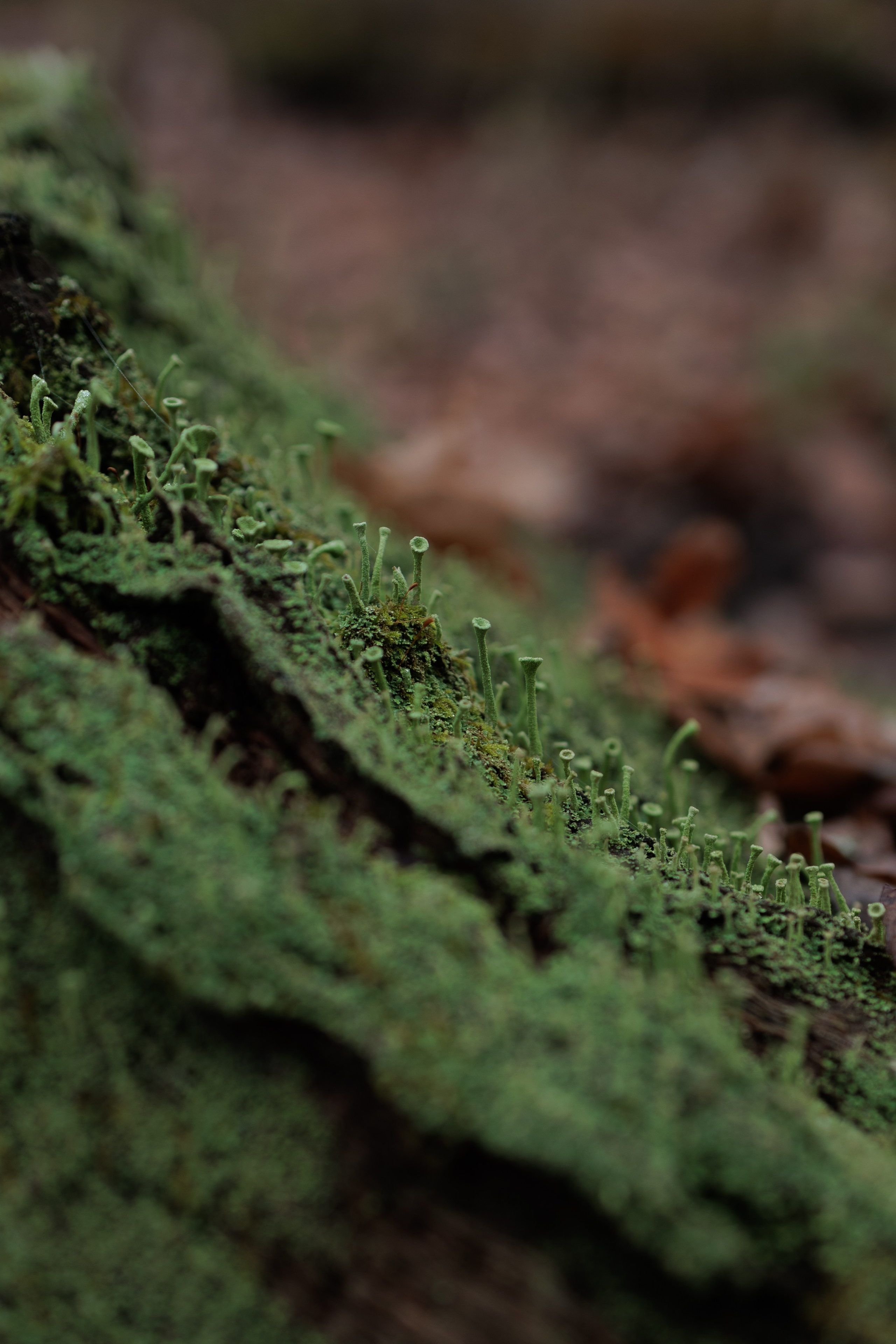В туманном лесу. Семейный фотограф в Белгороде
