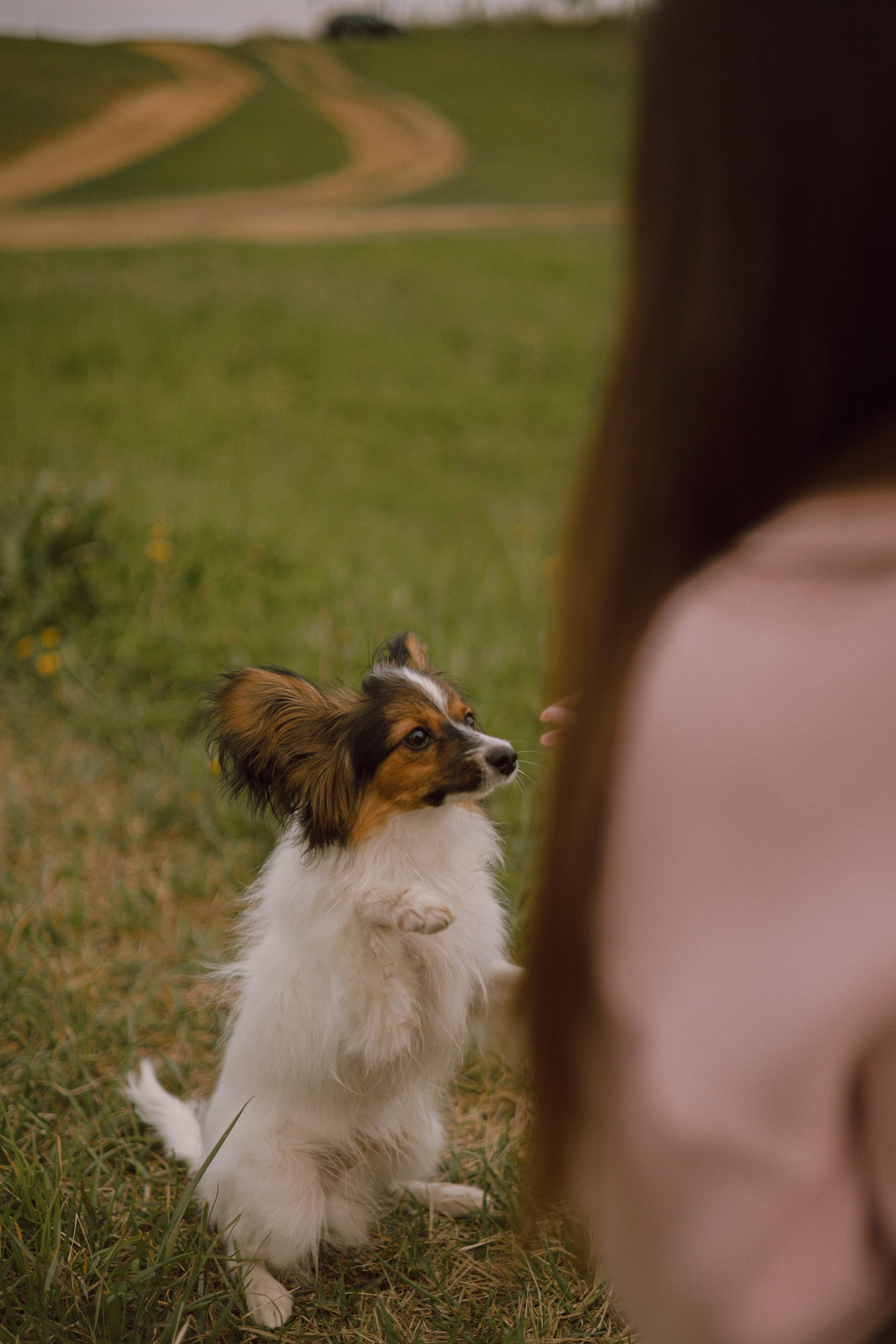 Вика и Бруни. Фотограф — анималист •love-story•|Санкт-Петербург