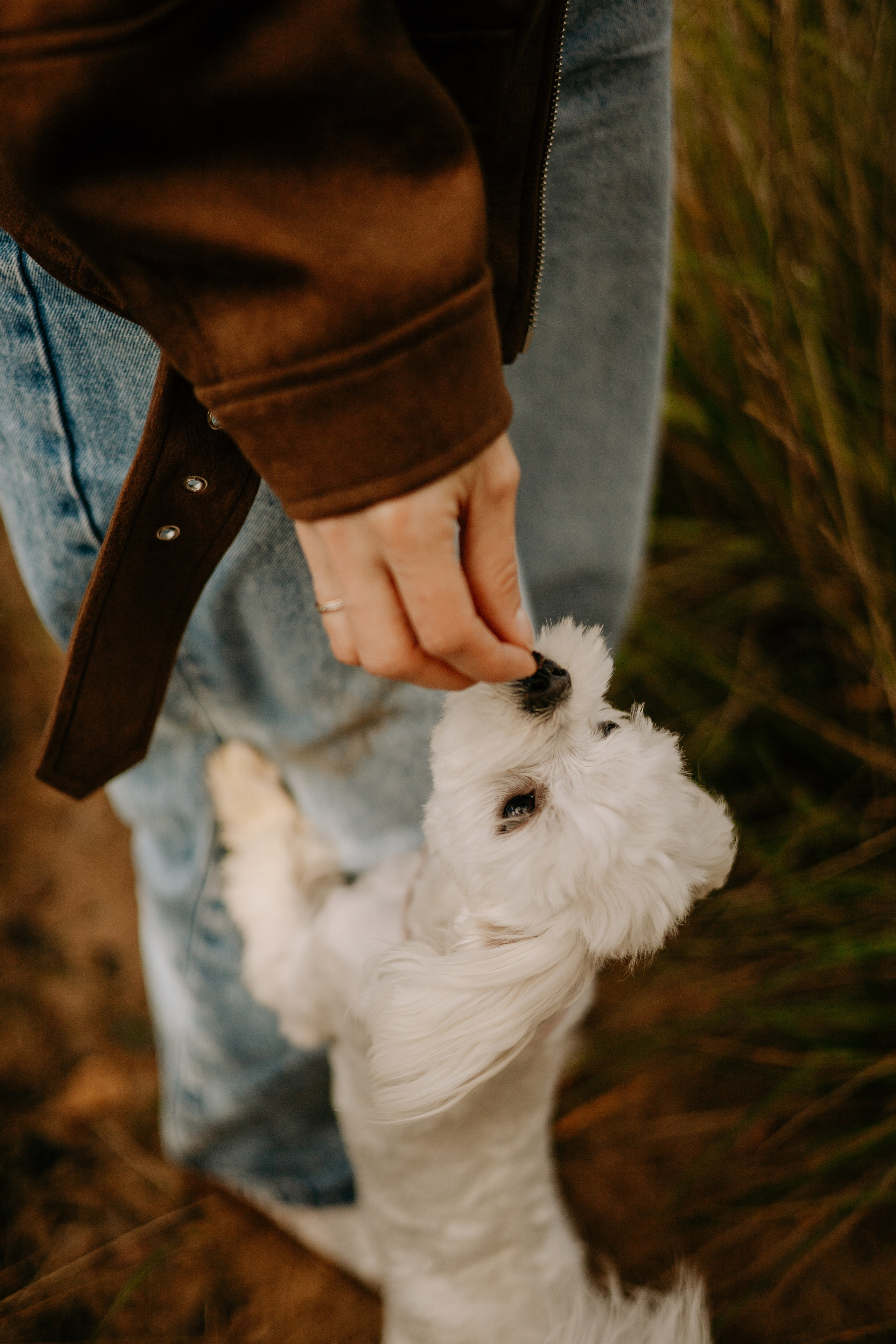 Любовь & Белла. Фотограф — анималист •love-story•|Санкт-Петербург
