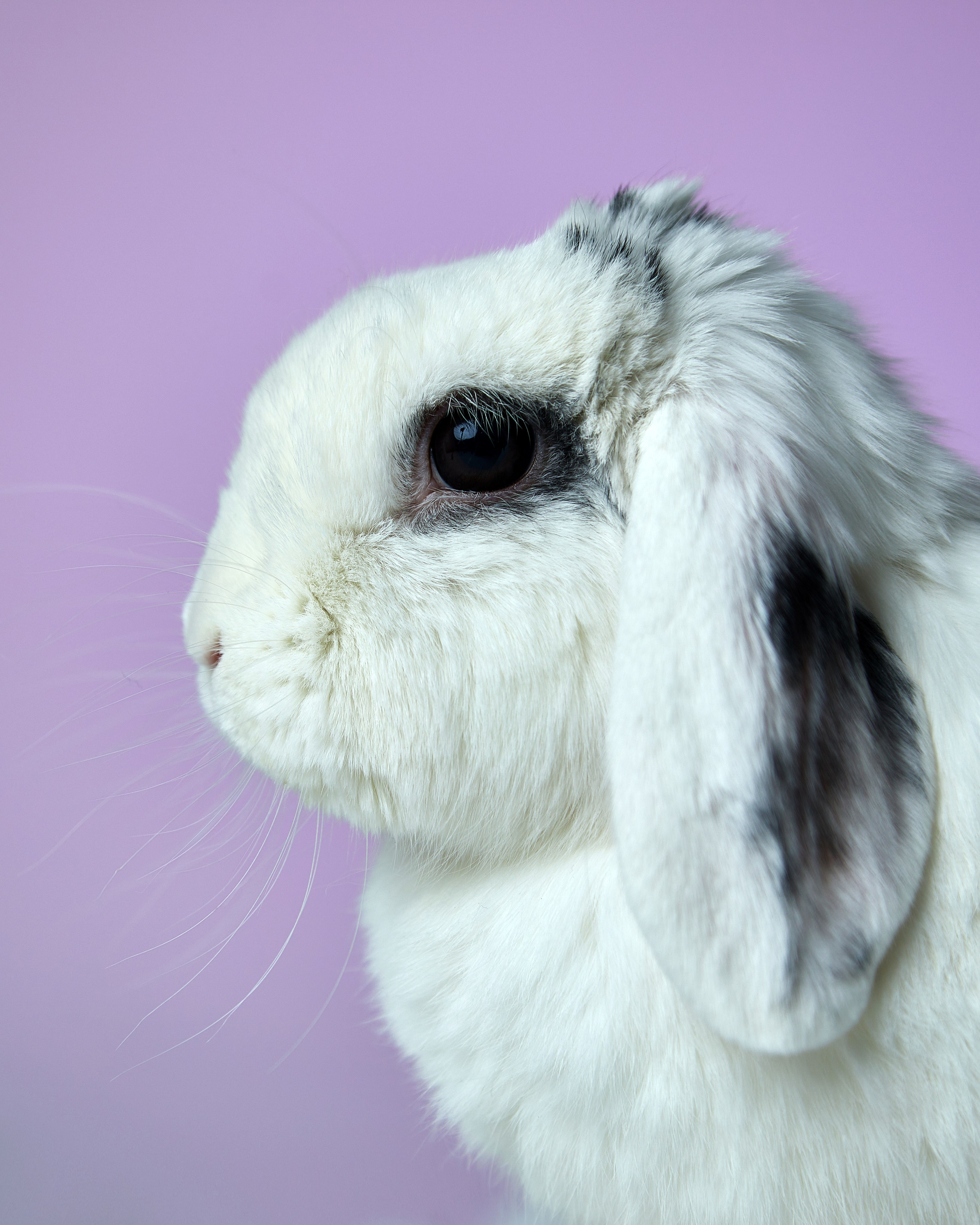 Другие животные. Pets Photography / Фотограф Собак
