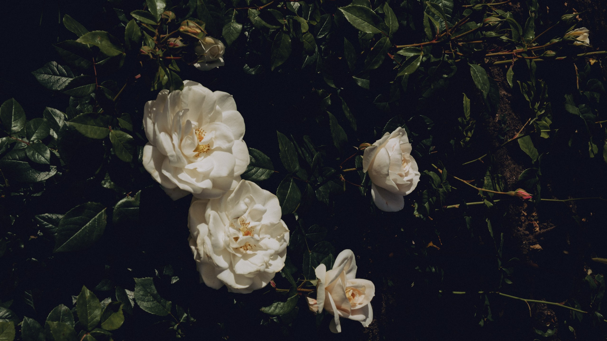 Прогулка в Сочи. Фотограф и Видеограф Анапа, Новороссийск, Краснодар. Алина и Женя