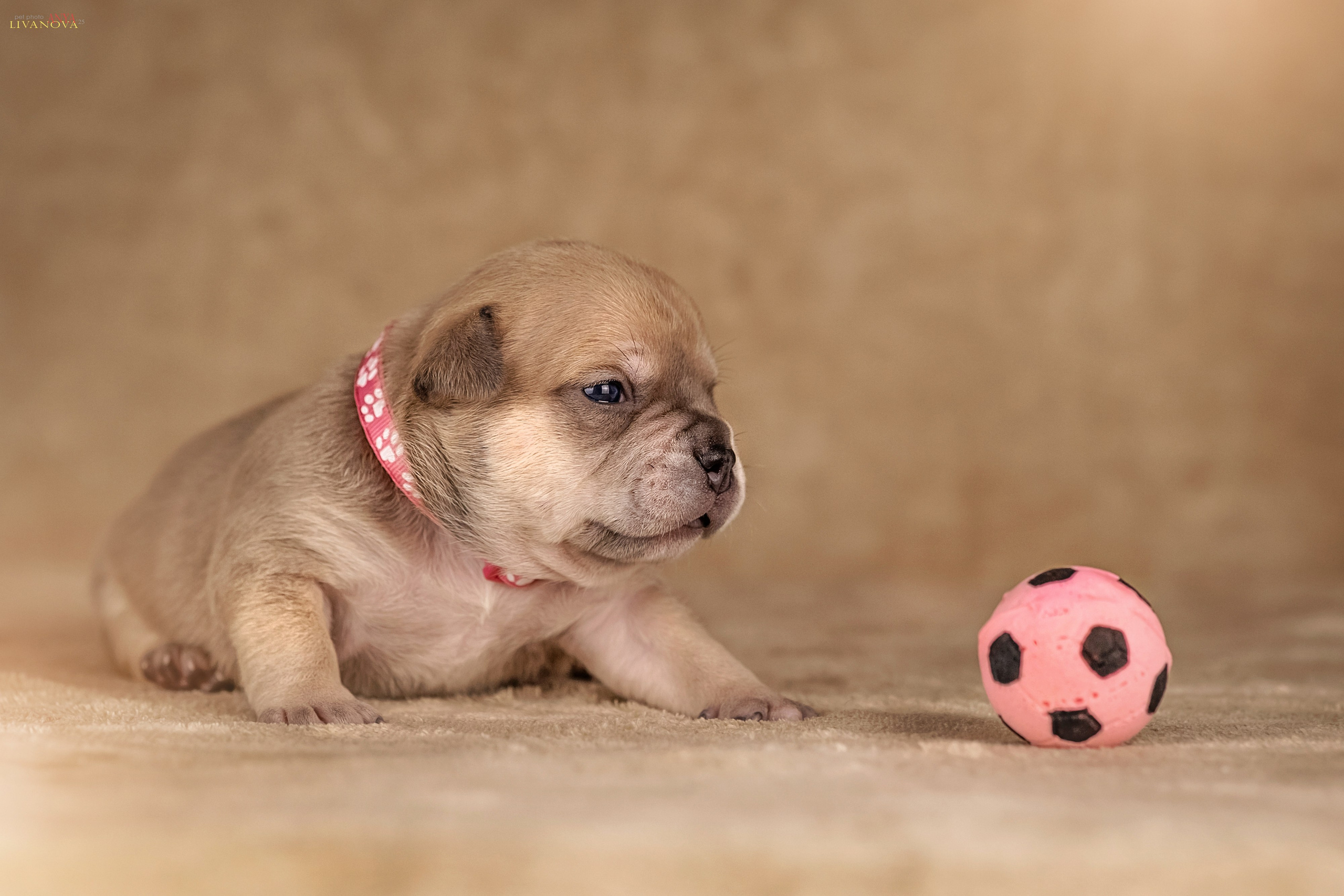 Амбулли. Фотограф анималист Аня Ливанова | Рыбинск