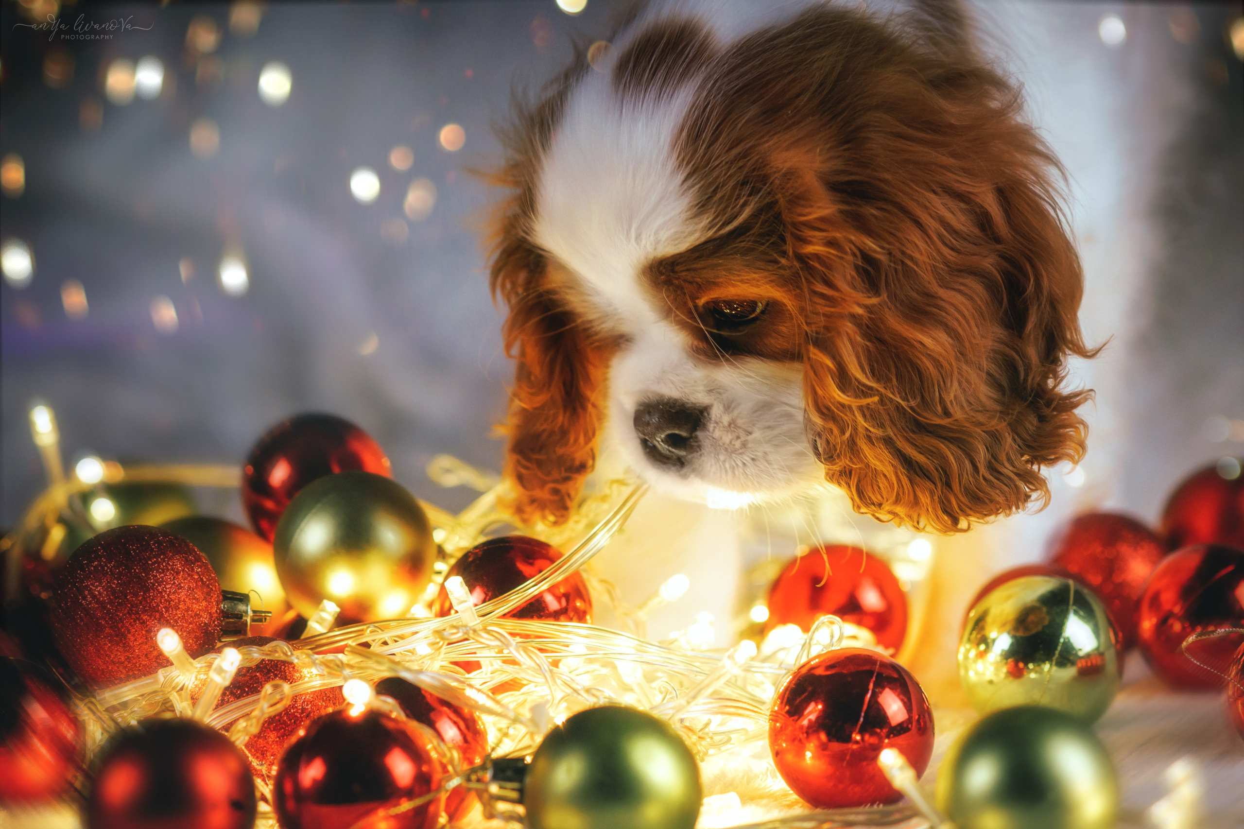 Новогодняя атмосфера в «Simply the Best». Фотограф анималист Аня Ливанова | Рыбинск