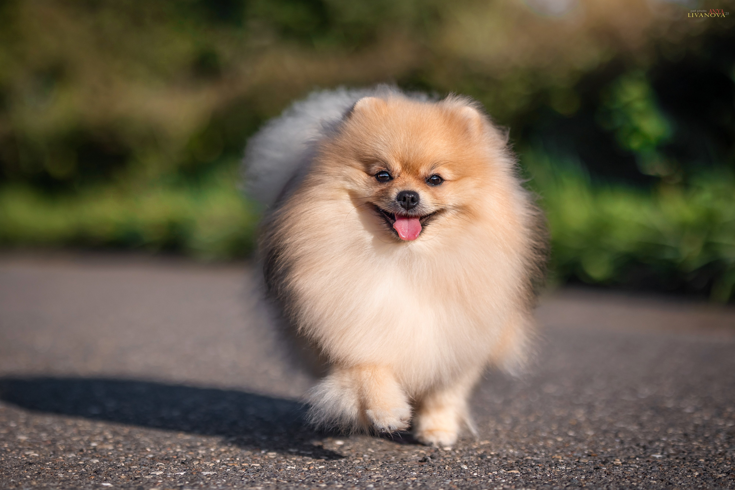 Шпицы. Фотограф анималист Аня Ливанова | Рыбинск