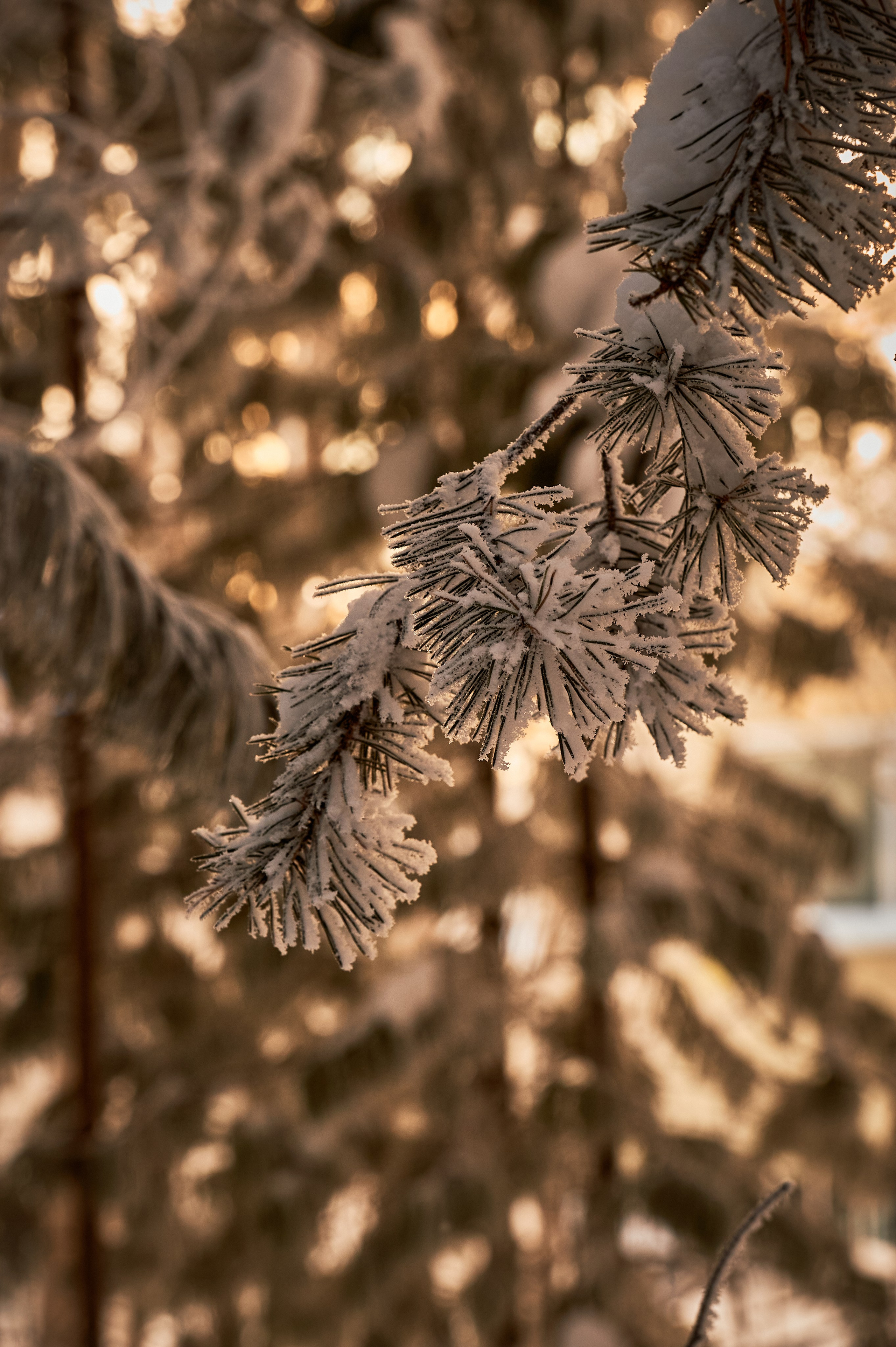 Природа. Фотопортфолио — природа, улицы и архитектура