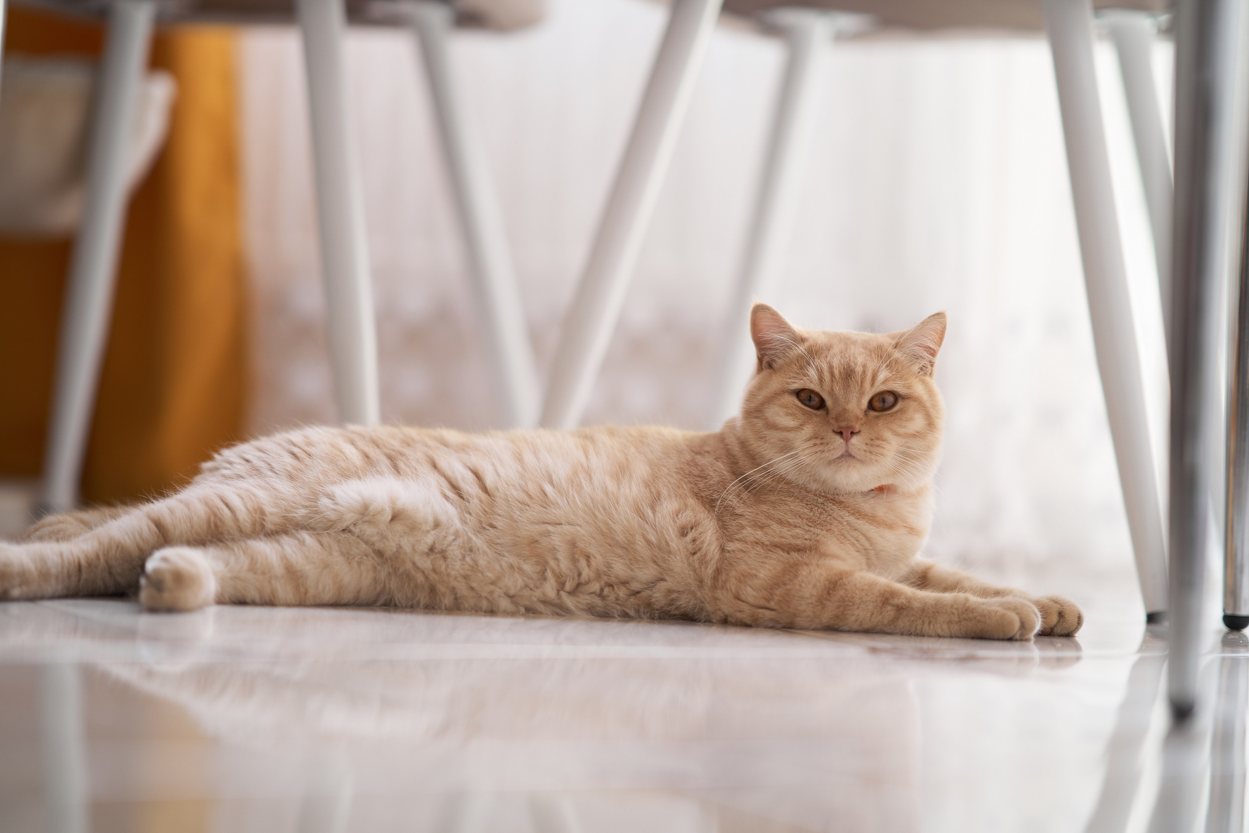 Фотосессия кота. Мужская фотосессия в СПб|Ирина Курманаева