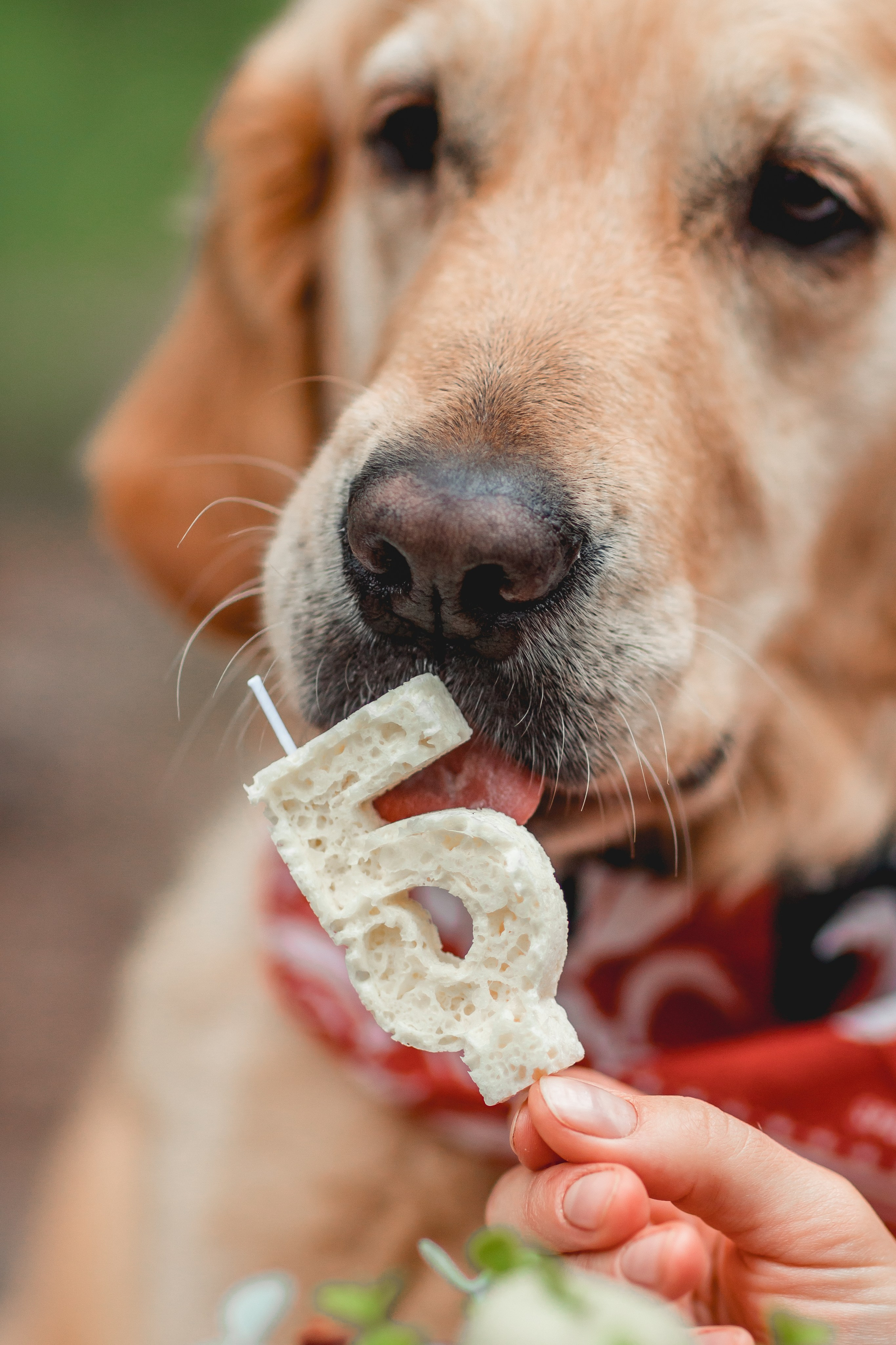 День Рождения Чили. Семейный фотограф анималист Мария Крючкова
