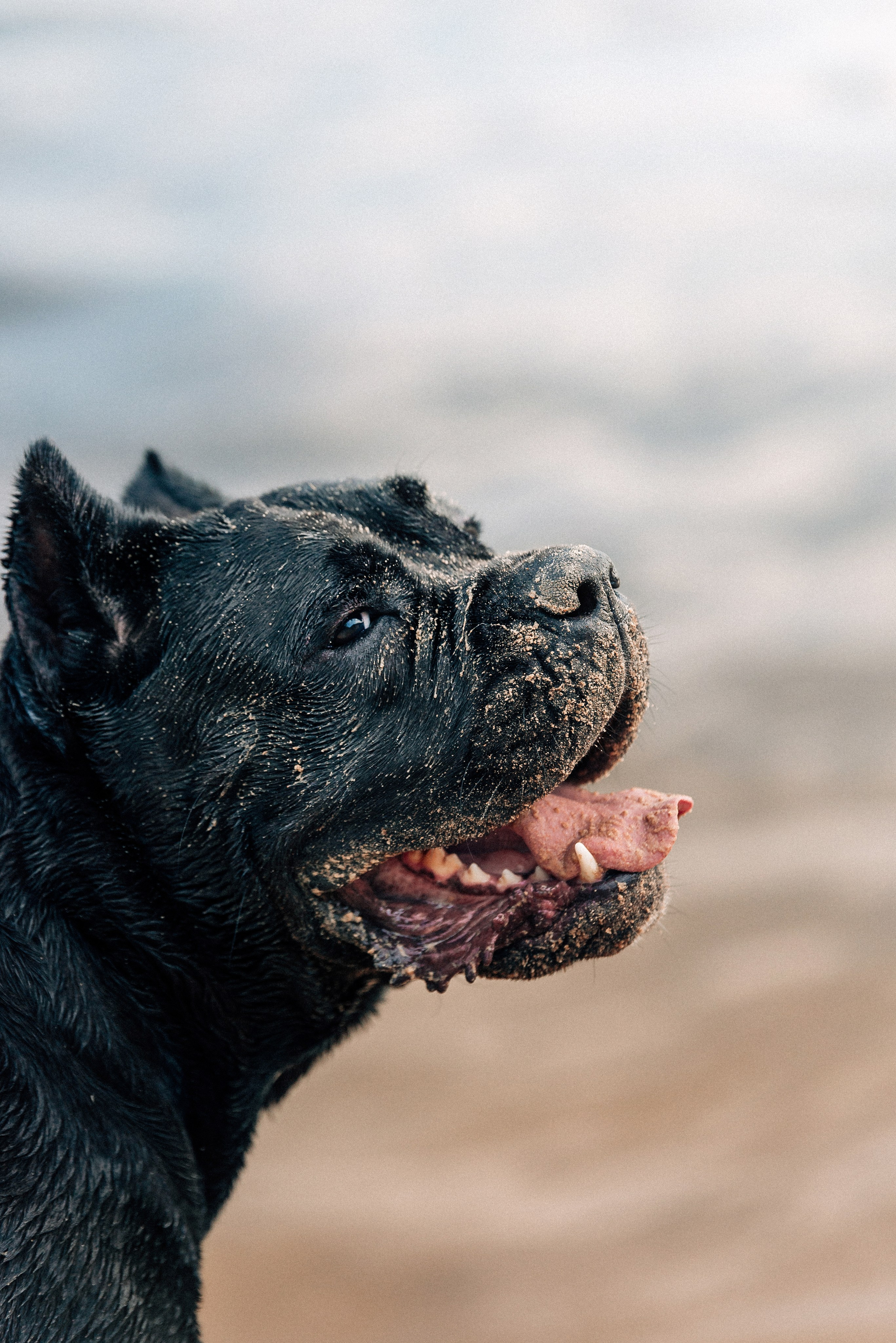 Арина и Николь. Фотограф-анималист Анастасия Парфенова|Екатеринбург