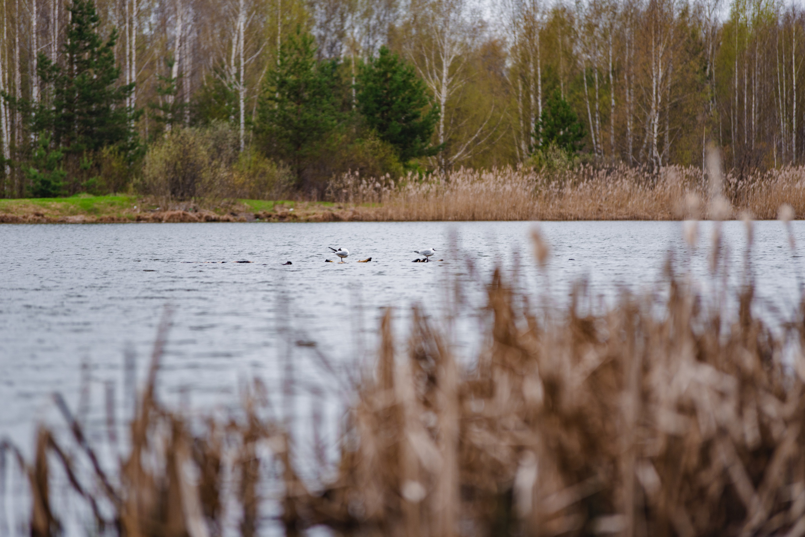 Весна. Фотограф в Ветлуге Сергей Белов (VETLUGA B.S.)