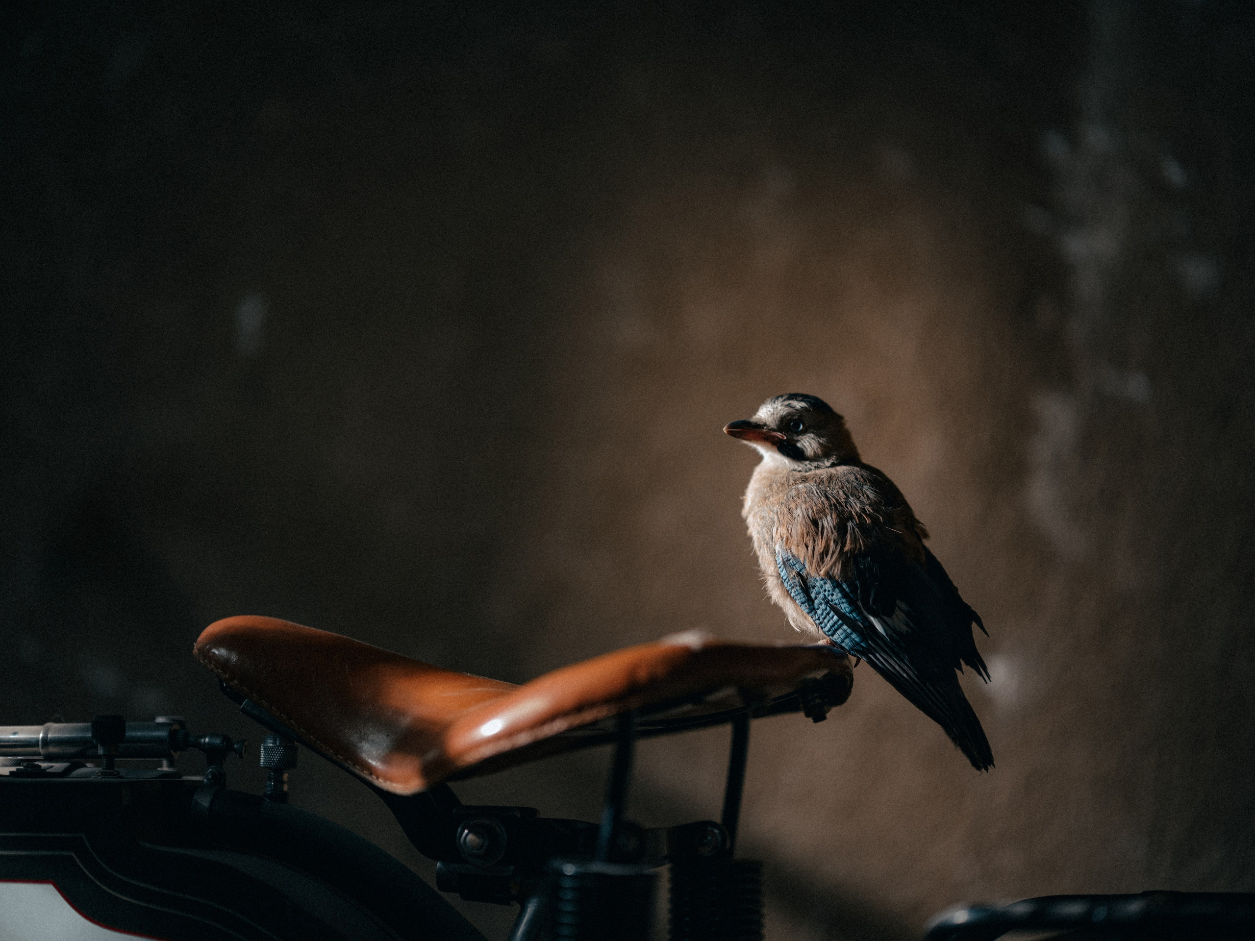 Съемка мотоцикла 1908 года производства для частной коллекции. Фотограф Олег Сотник