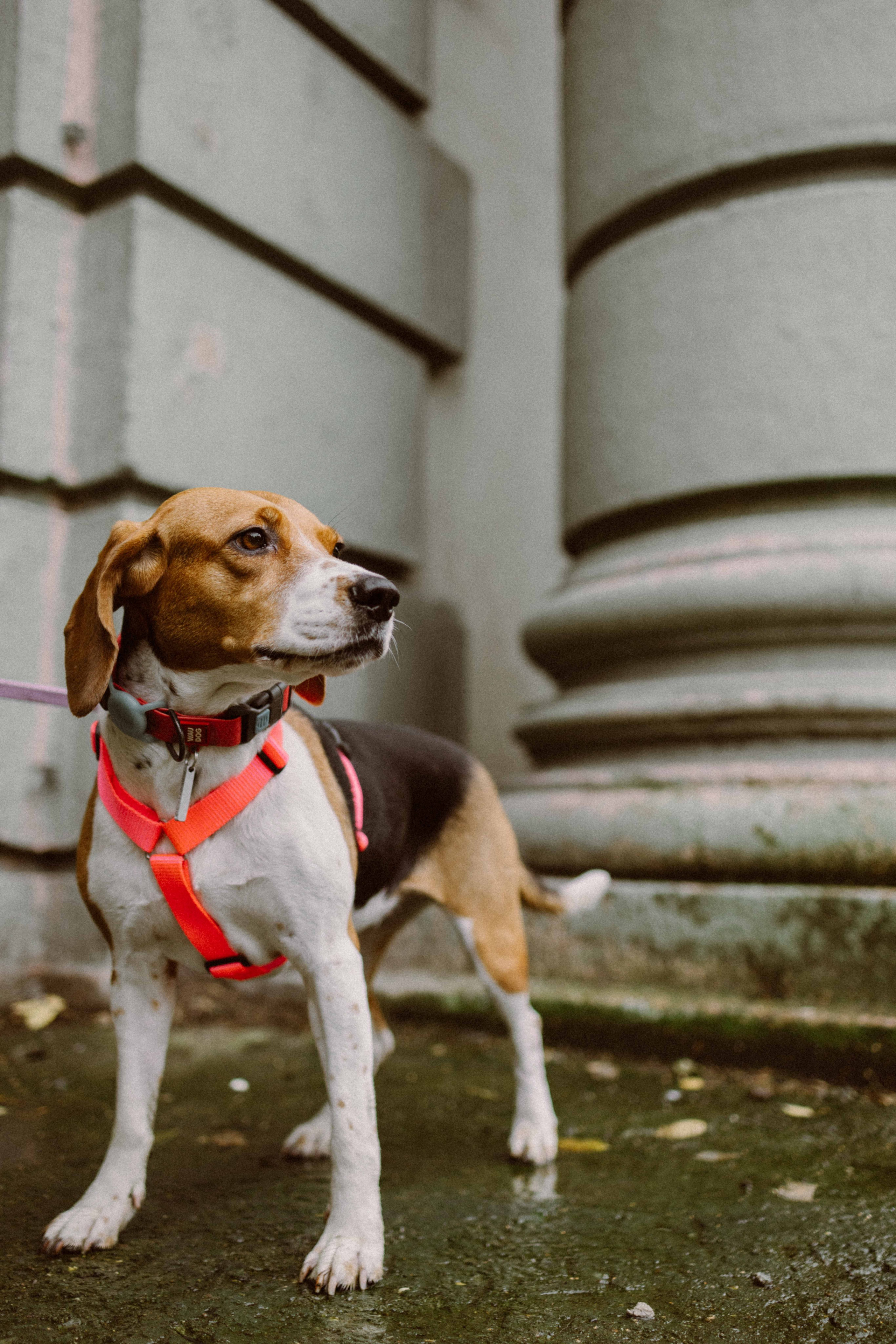 Света и Ива. Фотограф-анималист в Москве Лера Черноног