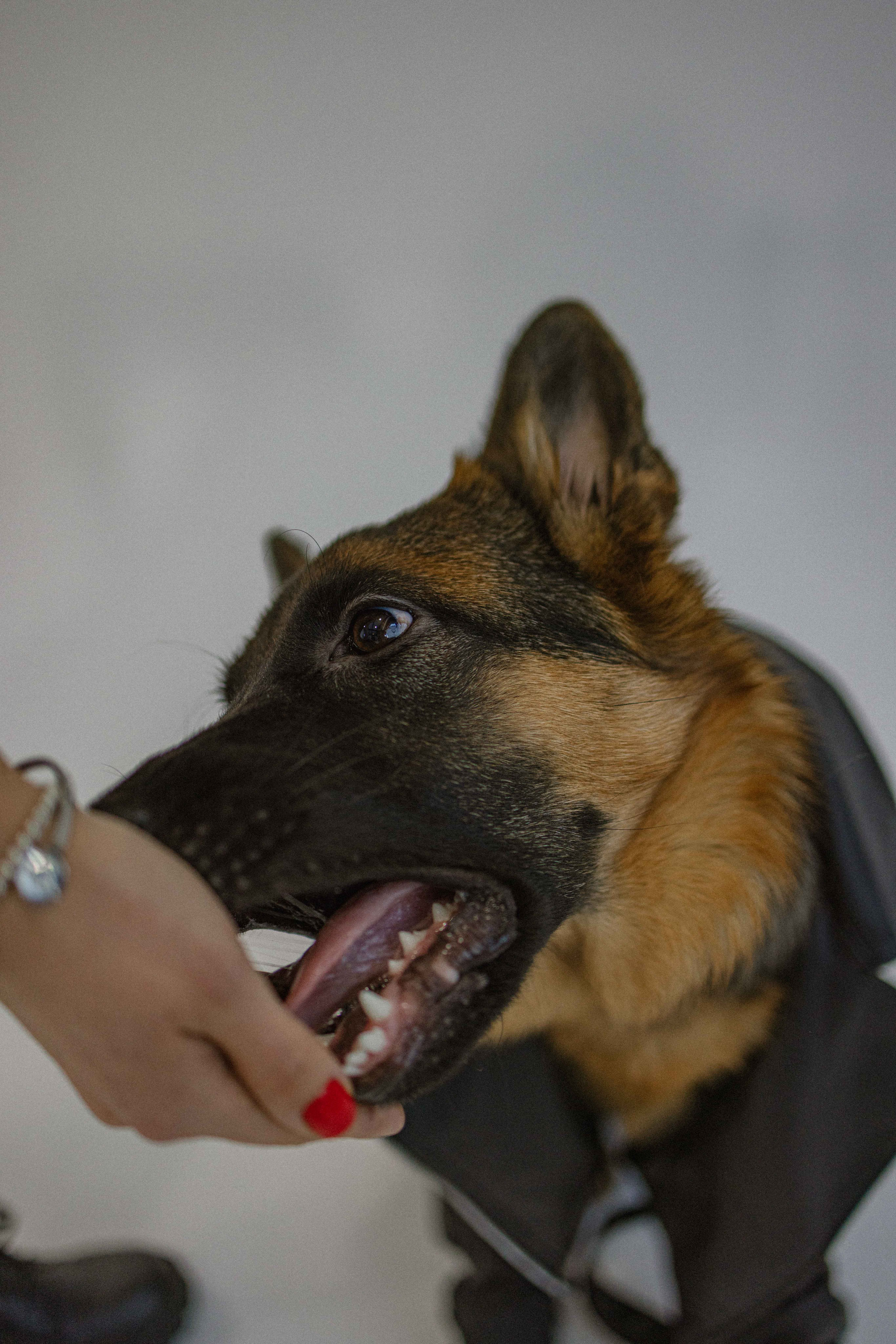 Ася и Буся. Фотограф-анималист в Москве Лера Черноног