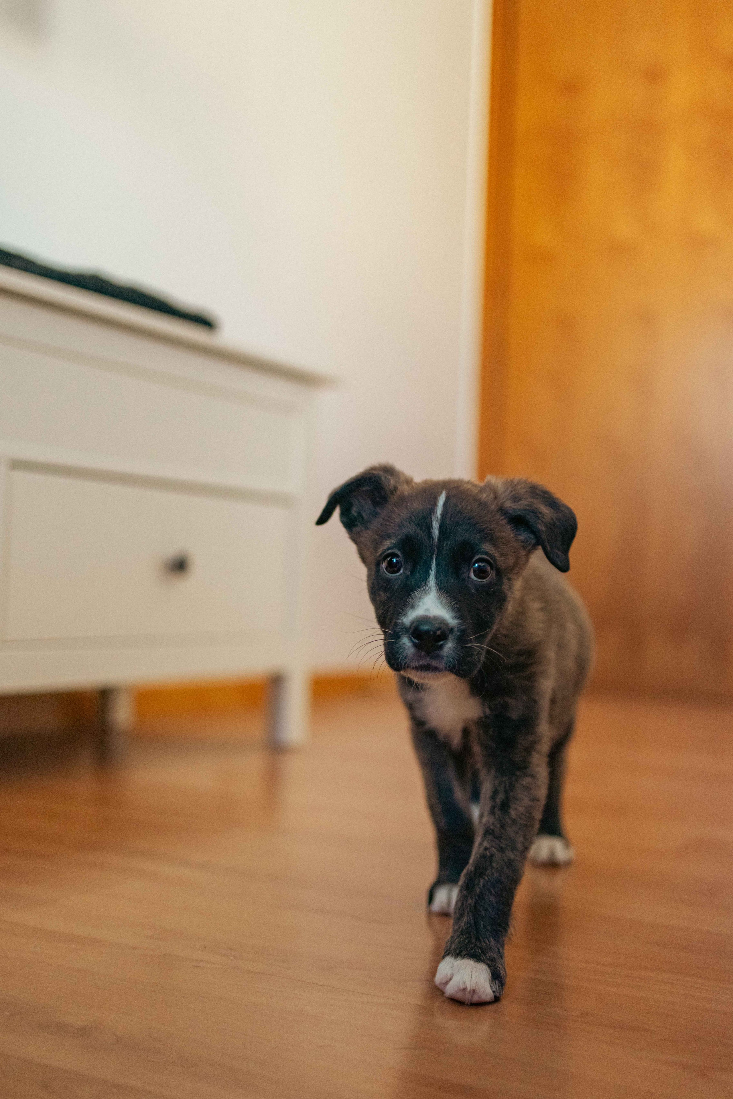 Гайка. Фотограф-анималист в Москве Лера Черноног