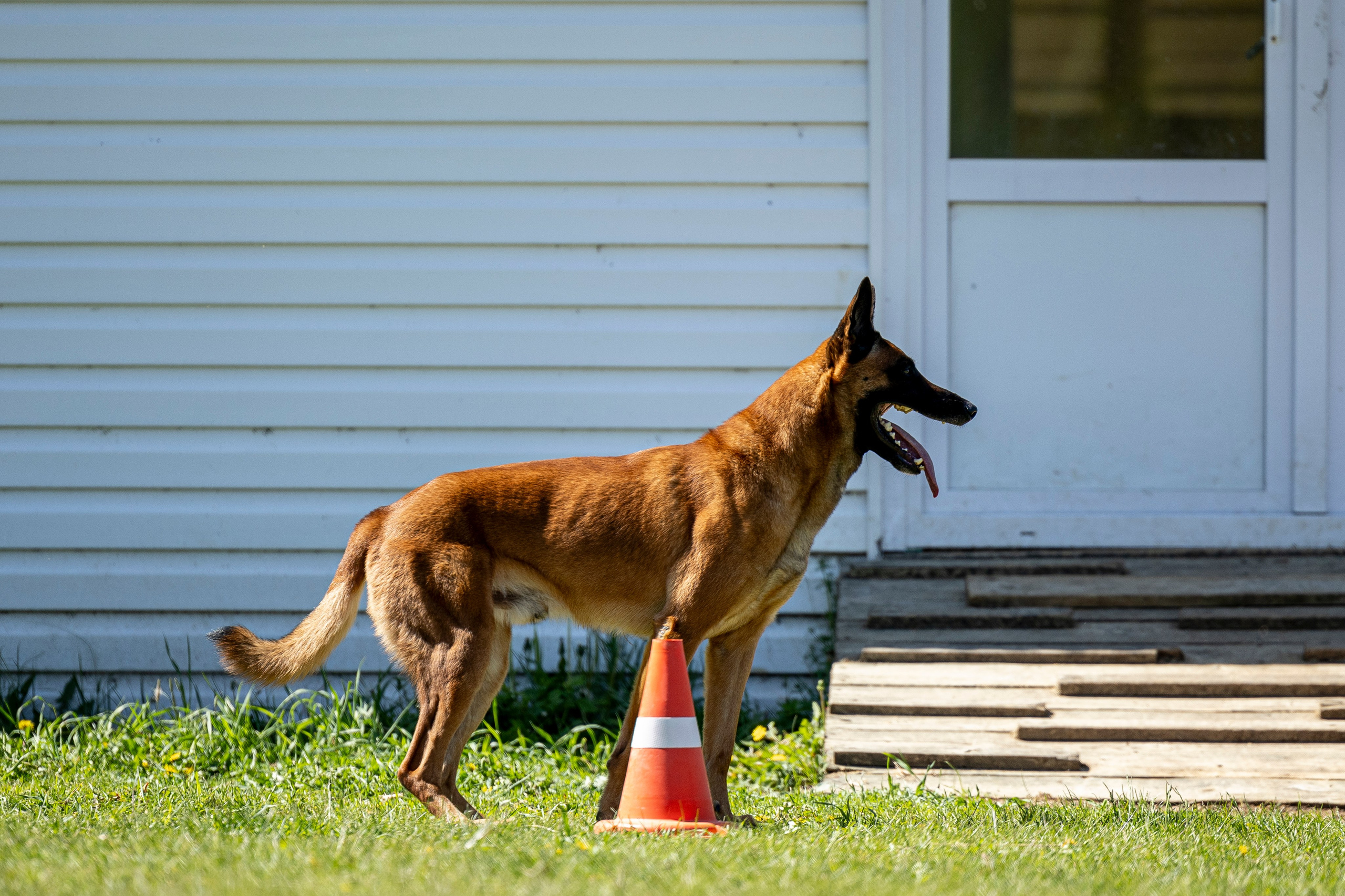Испытания по мондьорингу в Нижнем Новгороде. Фотограф-анималист Анна Маринич