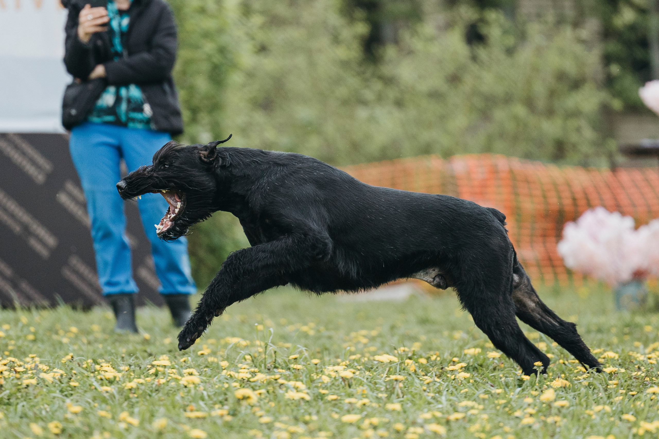 26.05.25 г. Пушкин квалификационные соревнования. Фотограф-анималист Анна Маринич