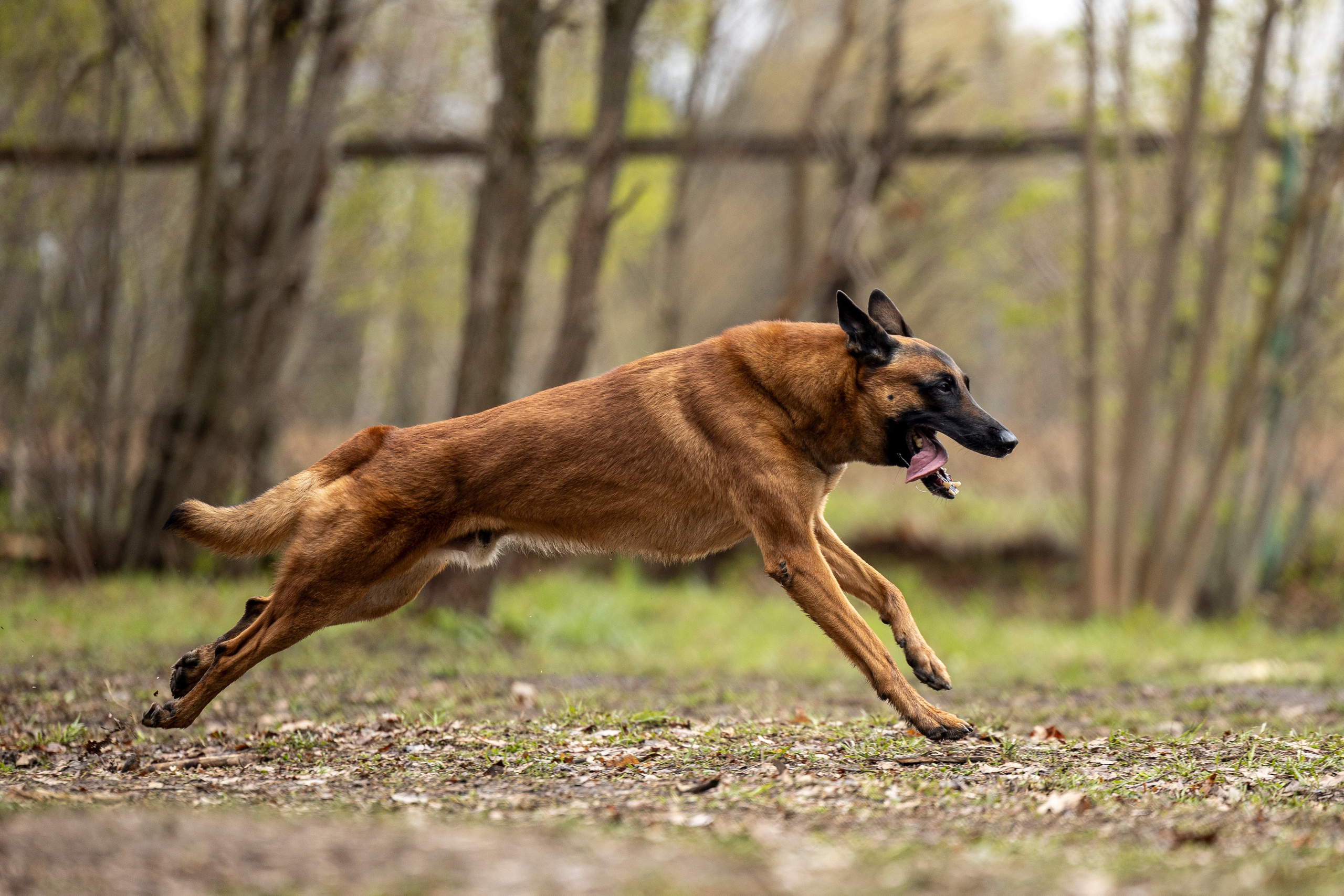 Квалификационные состязания по мондьорингу г. Вологда 11.05.24. Фотограф-анималист Анна Маринич