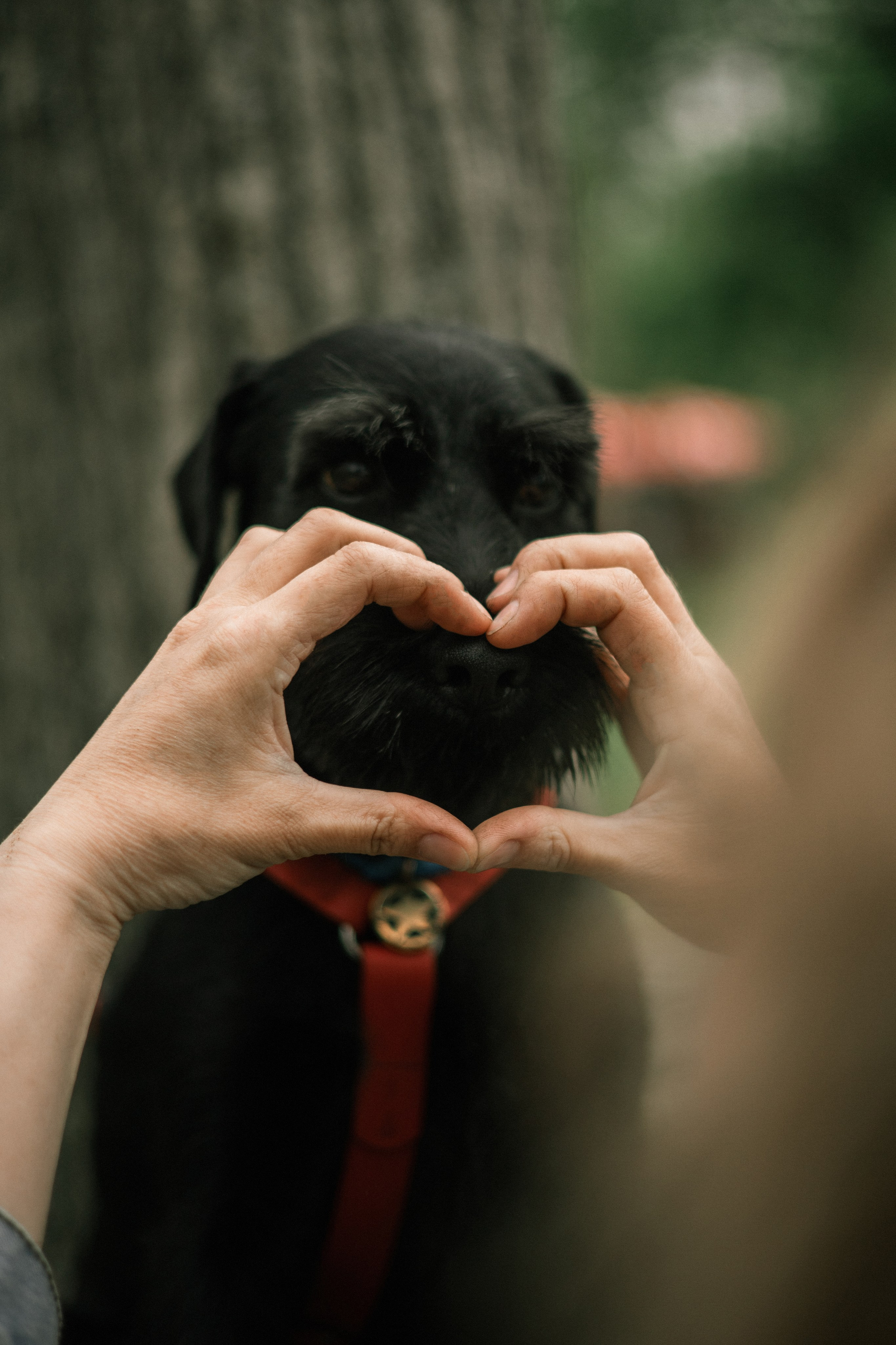 Екатерина и Вольт. Фотограф — анималист Владивосток, Алина
