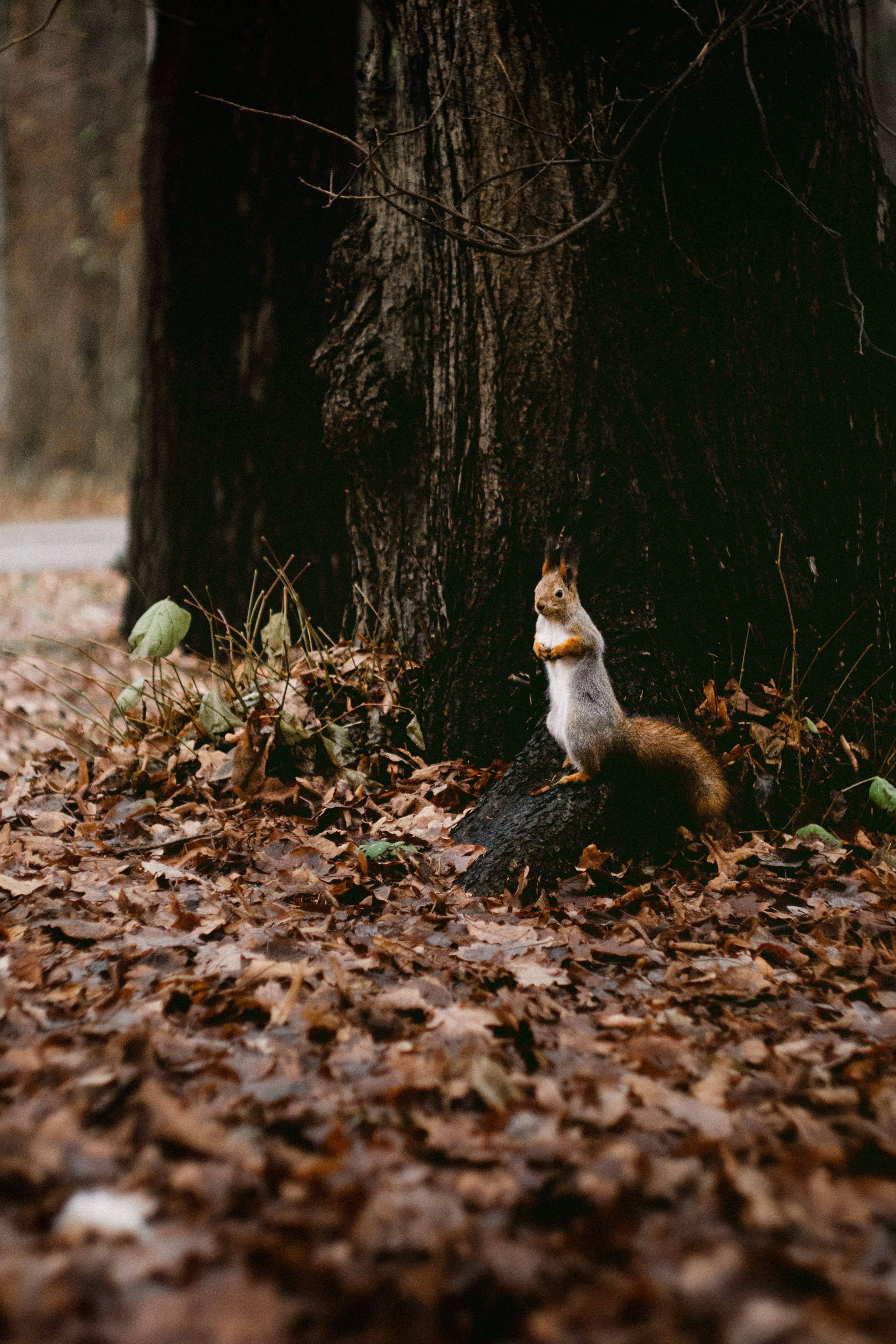Елагин Остров. Портретный и репортажный фотограф в Санкт-Петербурге Смоляков Максим