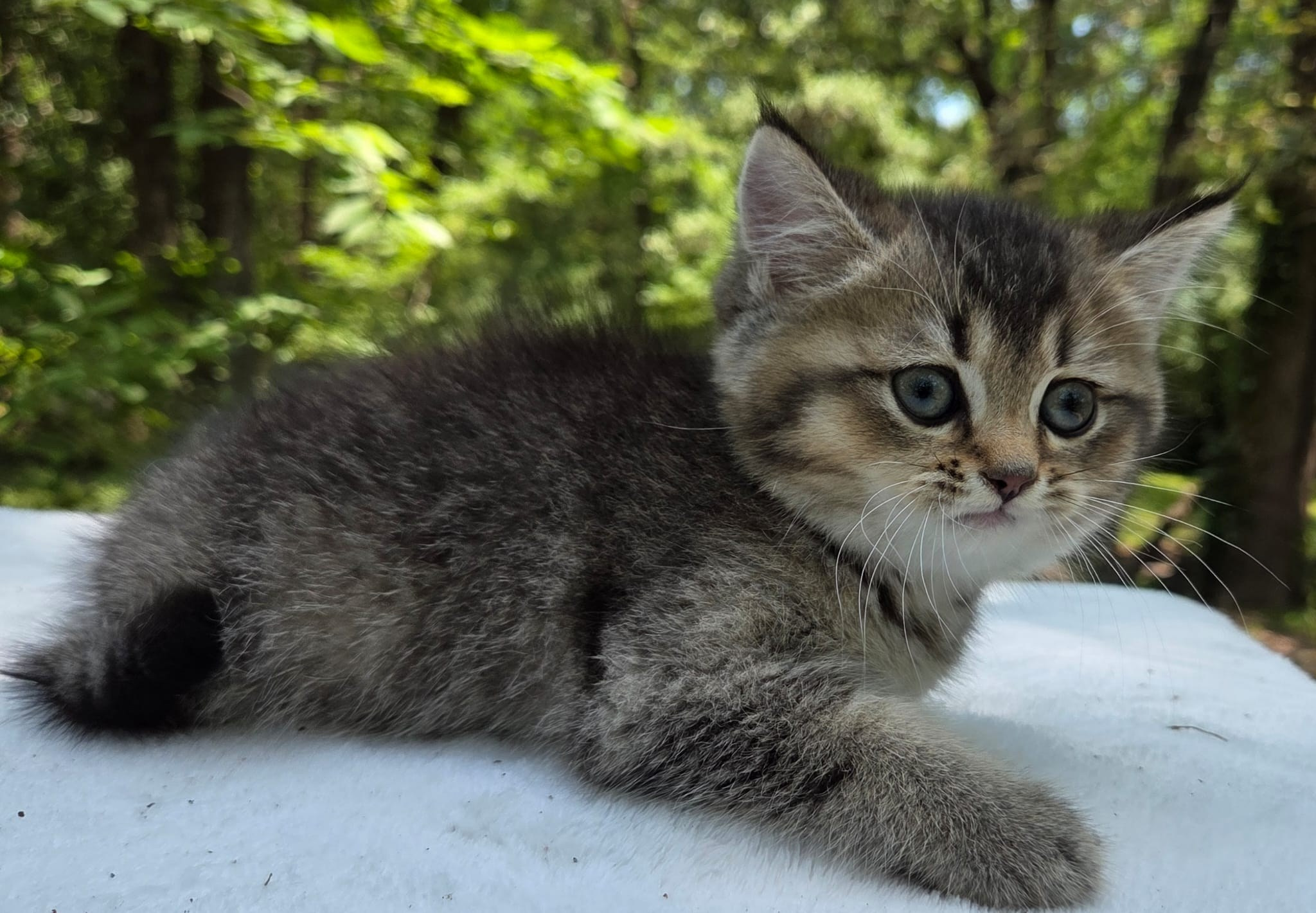 Stesha, female, 04.21.2026, $800. British shorhair Cats