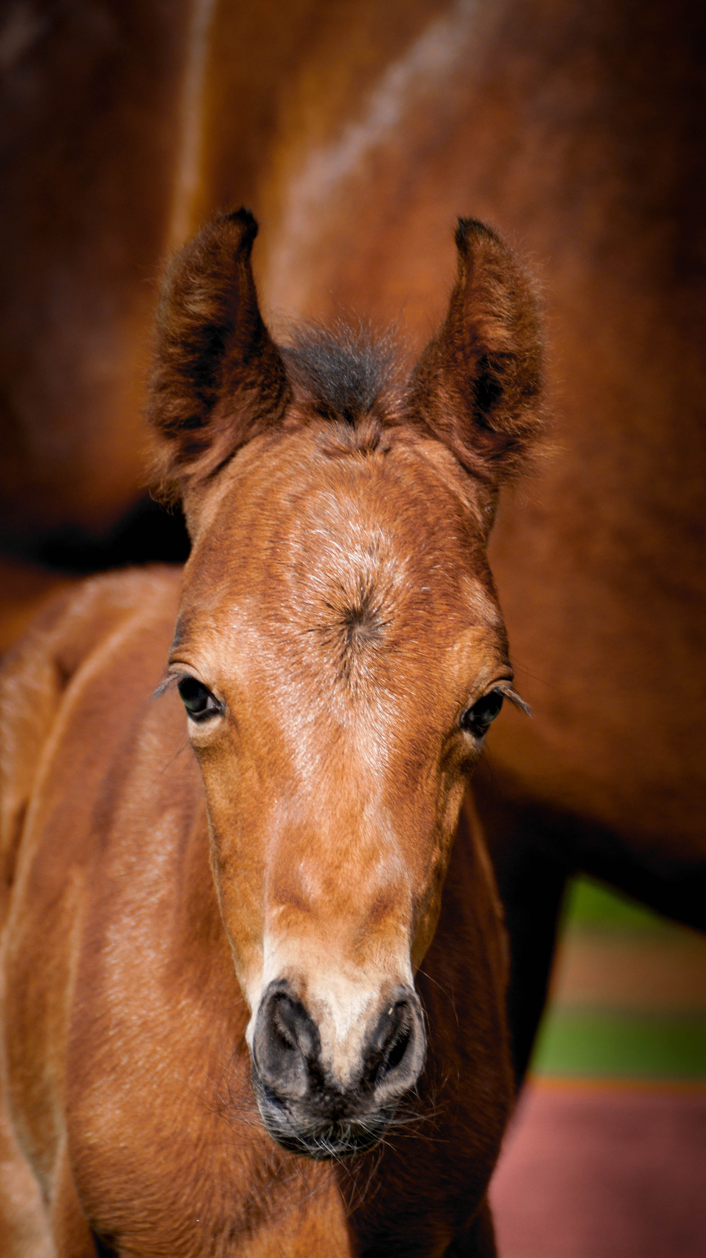 Лошади. Фотосессии с лошадьми в Москве и МО