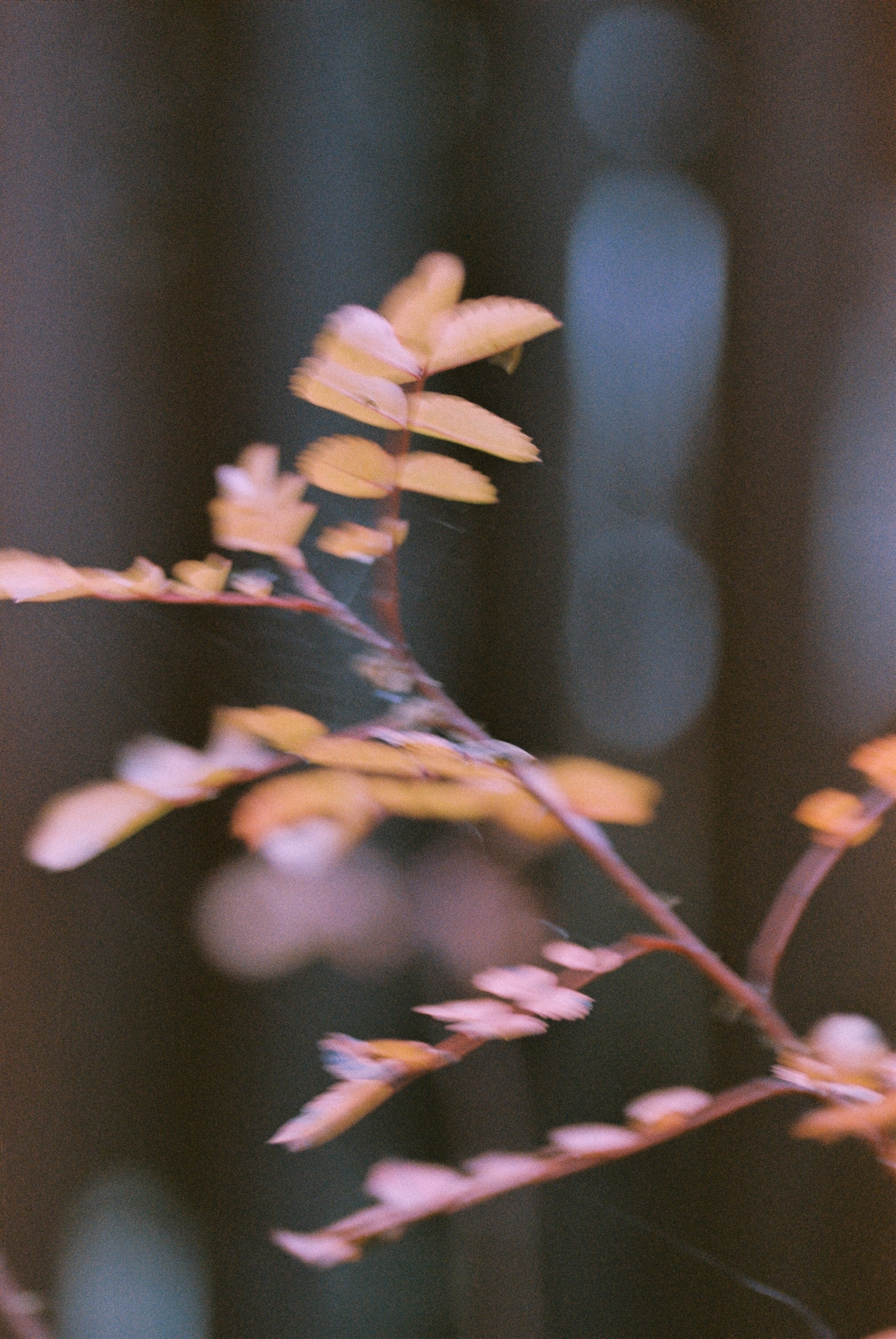 Осень на просроченную Kodak Color Plus 200 и Contax N1 с макро-объекти