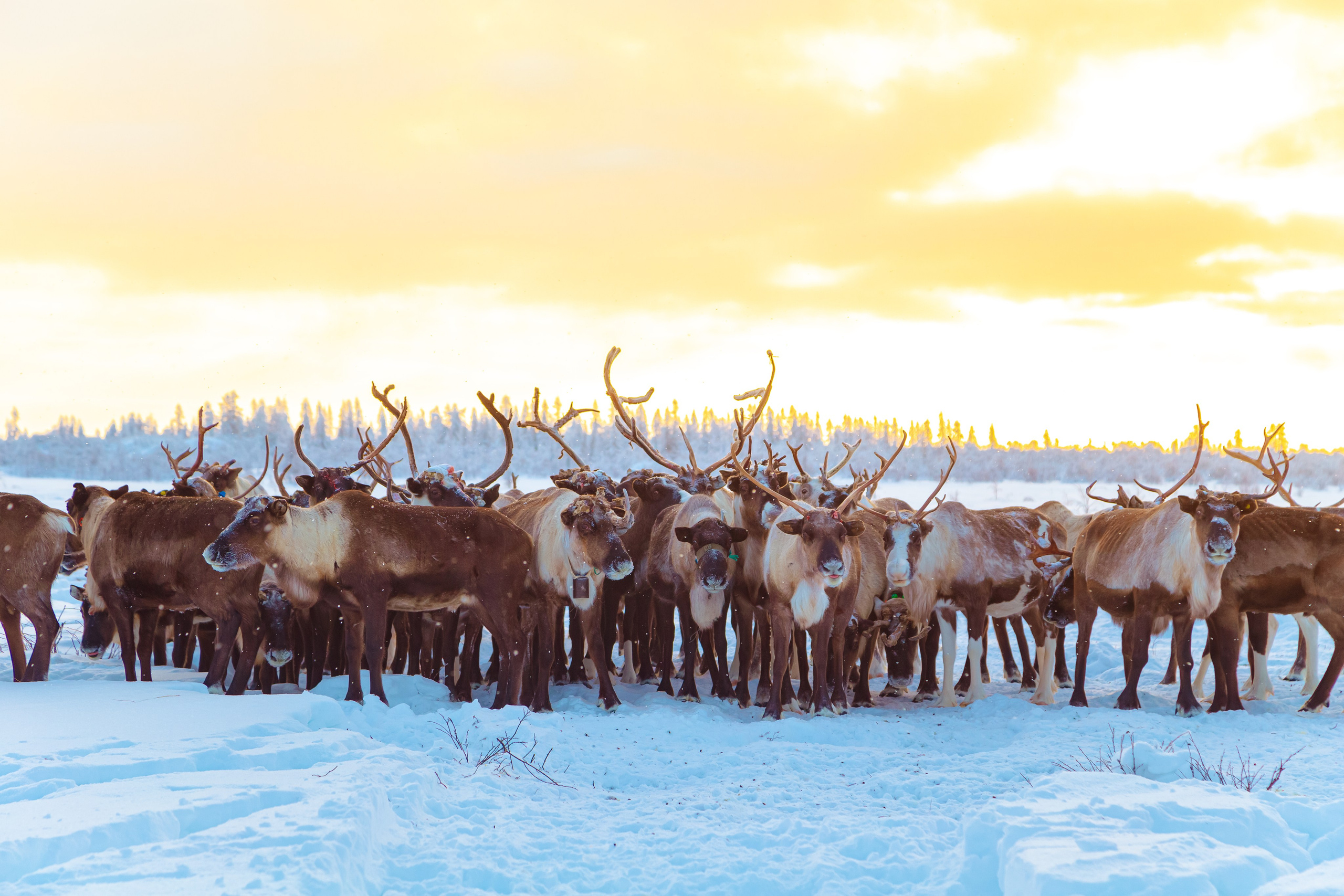 Ненецкий автономный округ. Тревел-фотограф Елизавета Ларионова