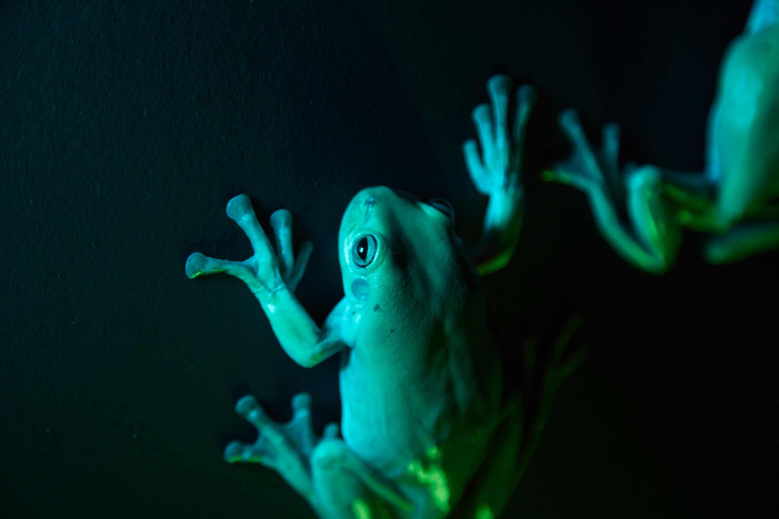 Фотосъёмка лягушек  в зелёной подсветке.