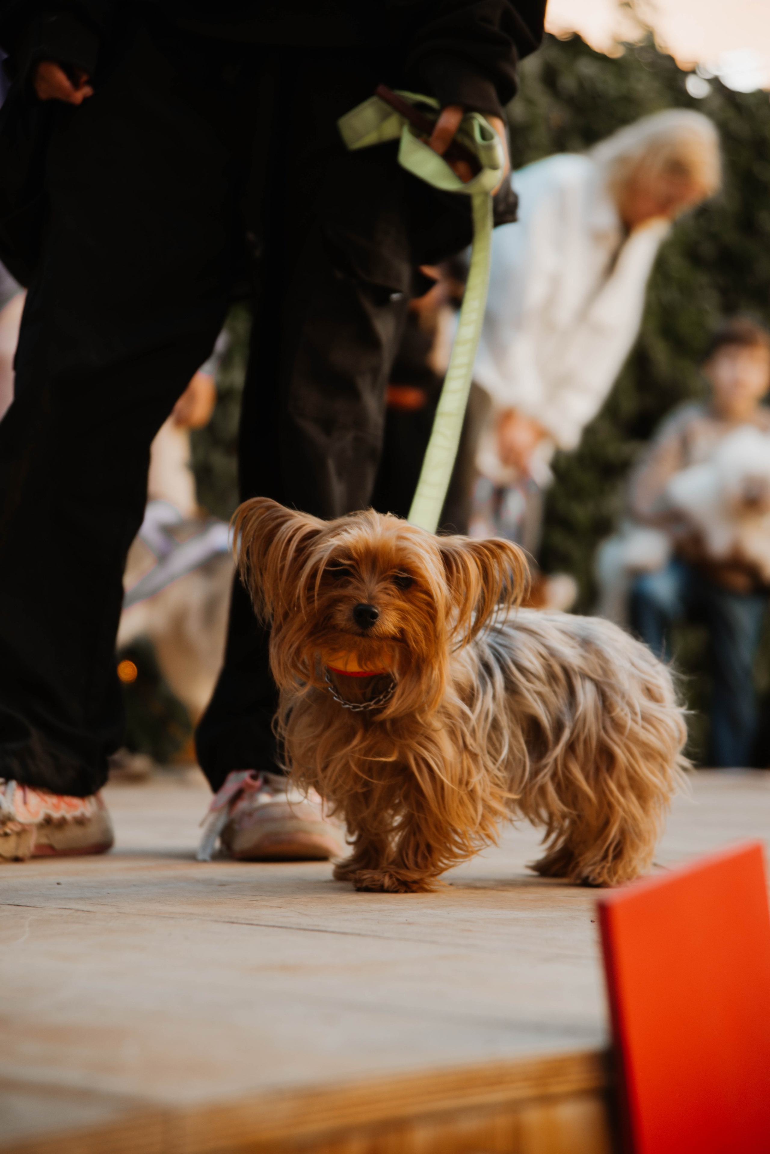 Дог-вечеринка на летнике «Кутёж». Ксения Glossa. Портретный и репортажный фотограф в Самаре