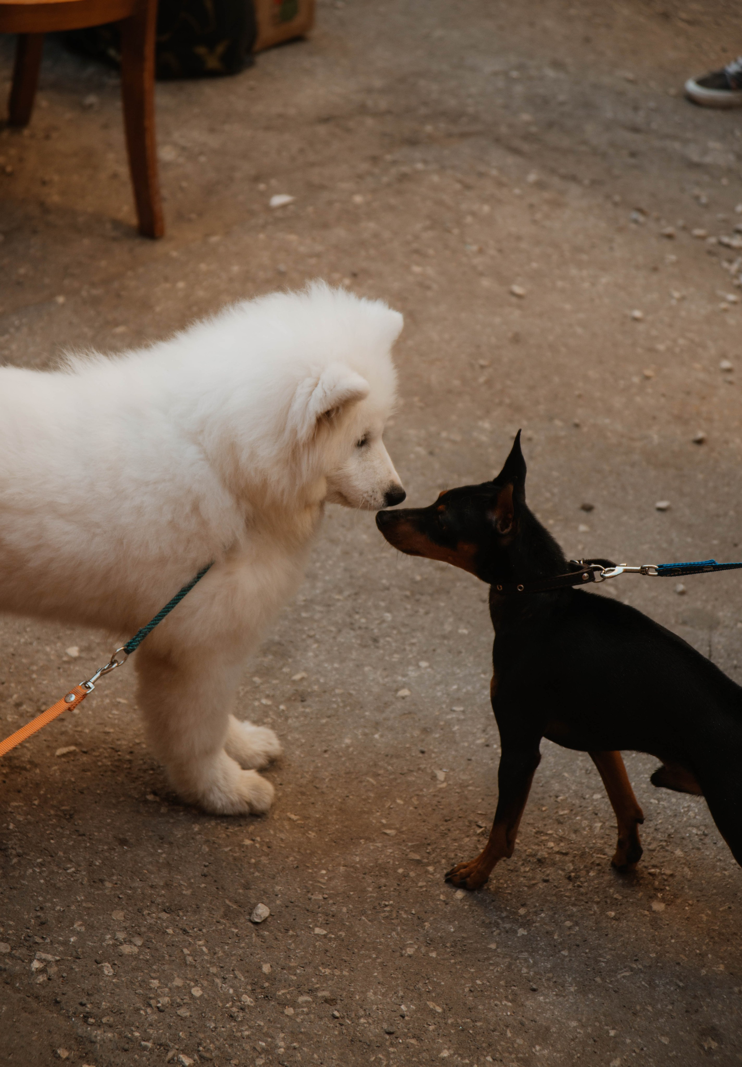 Дог-вечеринка на летнике «Кутёж». Ксения Glossa. Портретный и репортажный фотограф в Самаре