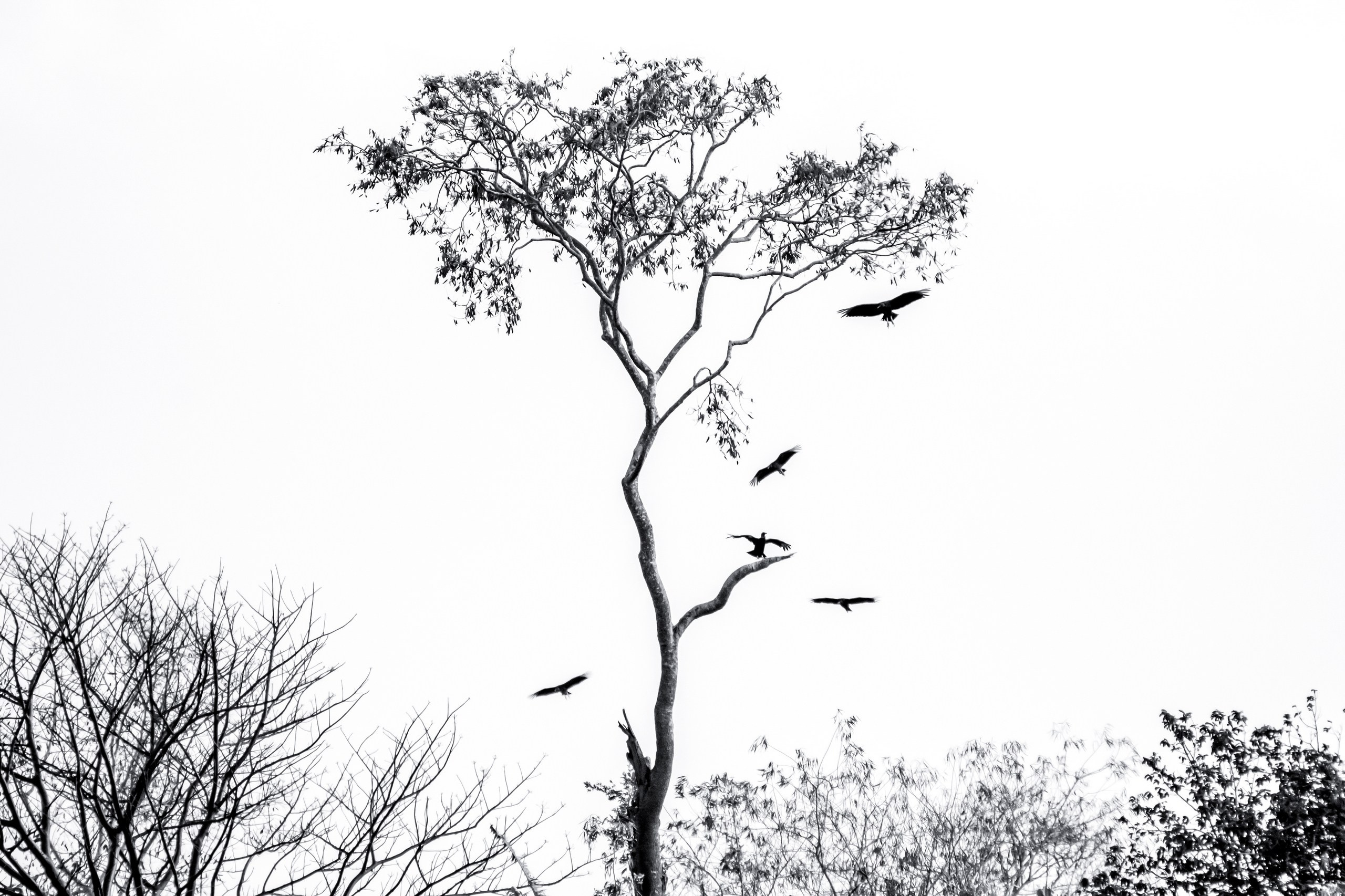 Пейзажный фотограф, Фотографии дикой природы. Foto-Zuev фотография как искусство