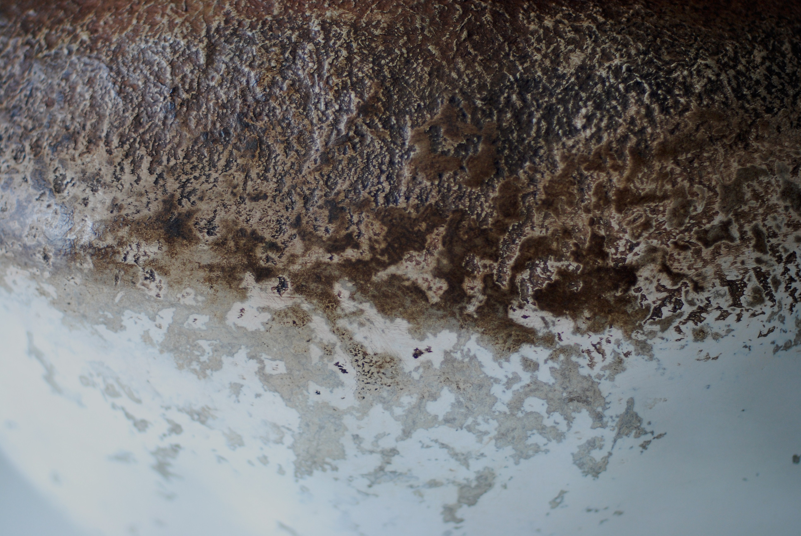 Метаморфозы 3. ЕЛЕНА МЕШКОВА мультидисциплинарный художник