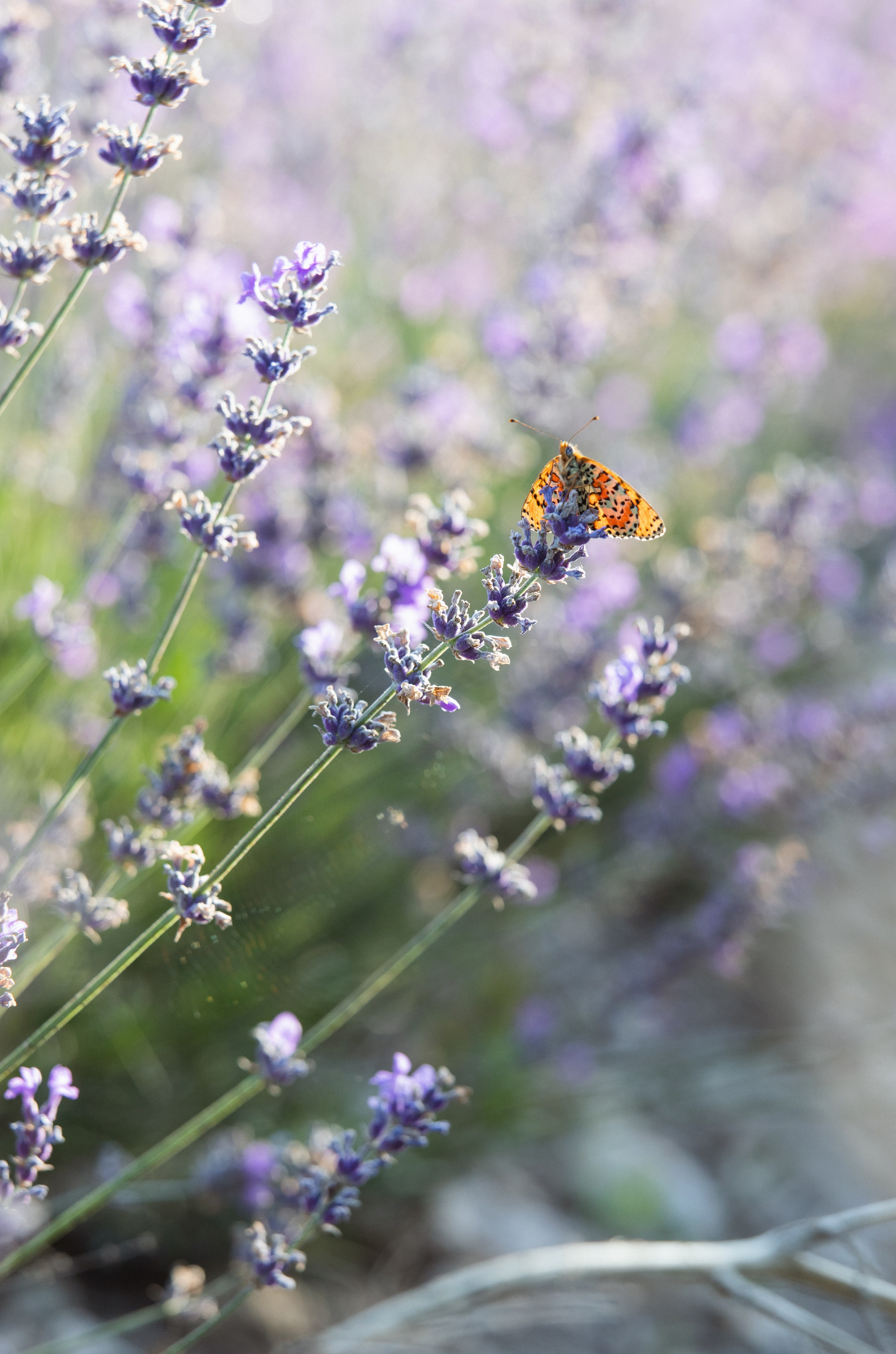 Nature. Артем Корнев Фотограф