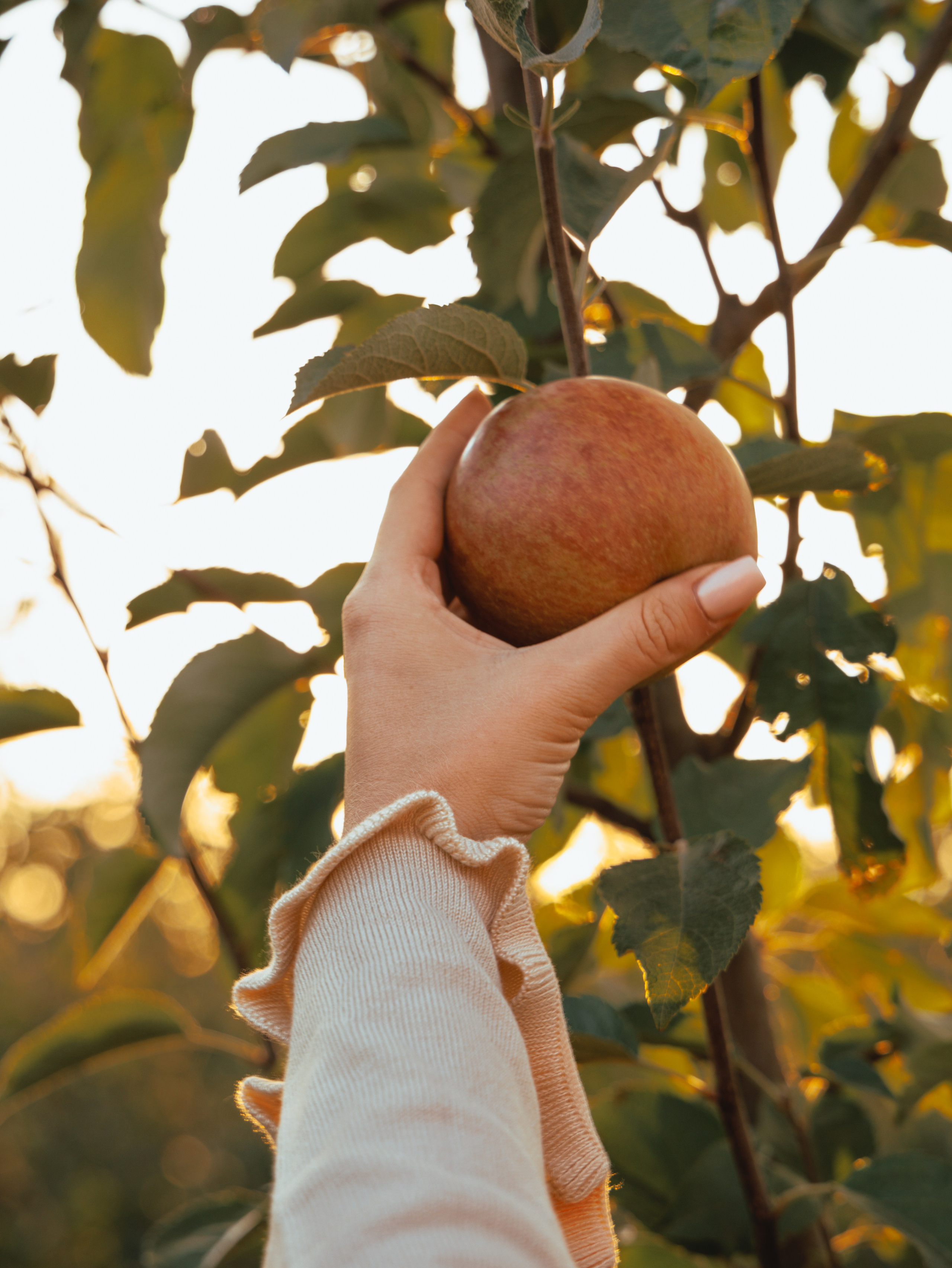Domik в саду. Артем Корнев Фотограф