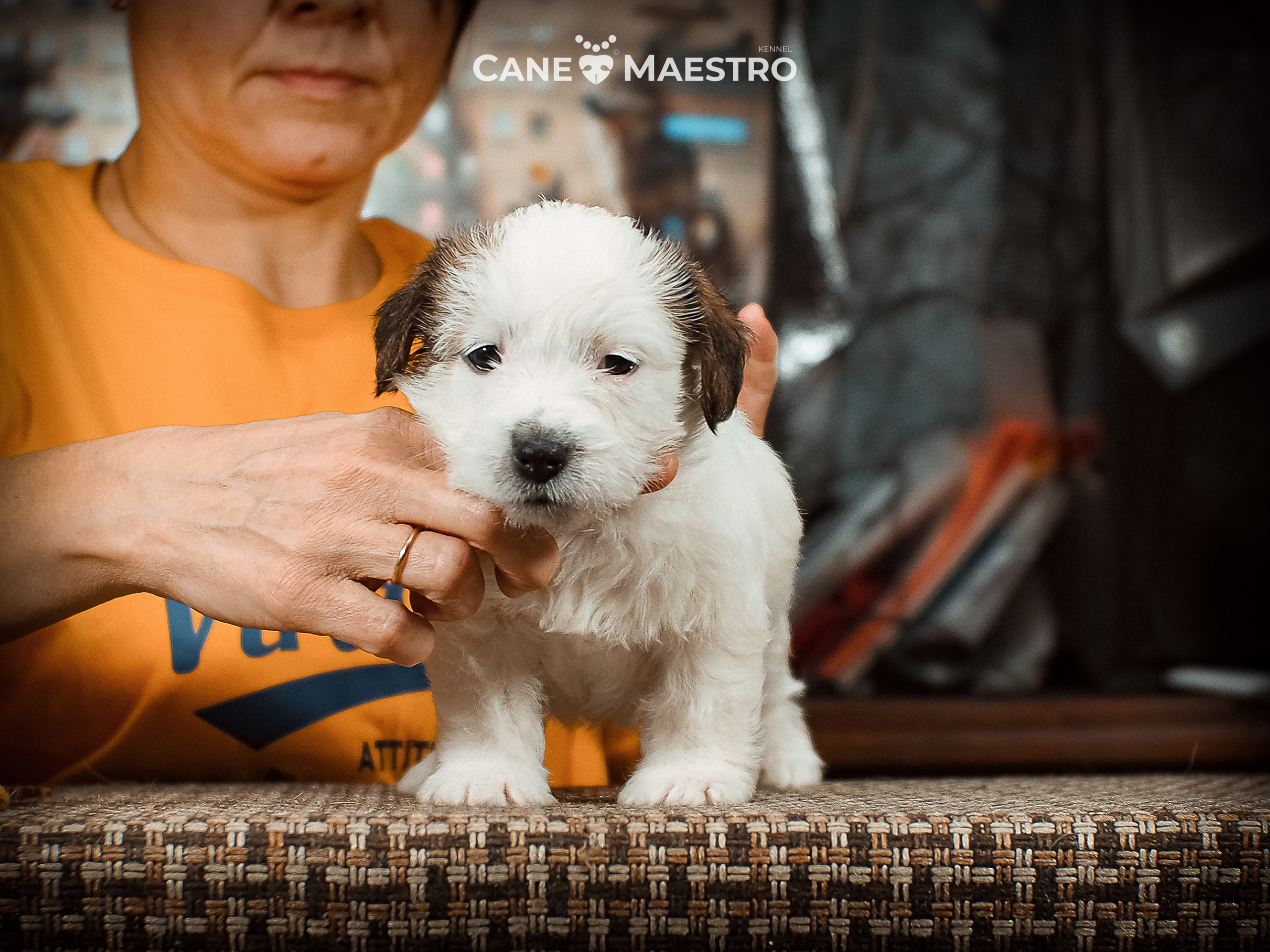 КОБ_Б_МОНОКЛЬ. CANE MAESTRO — kennel Jack Russell Terrier