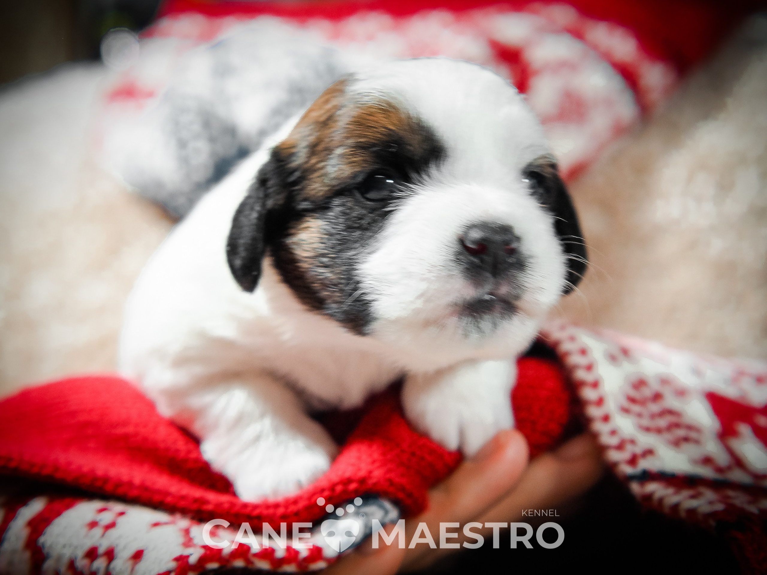 3_Девочка_СНЕЖНАЯ_Ц. CANE MAESTRO — kennel Jack Russell Terrier