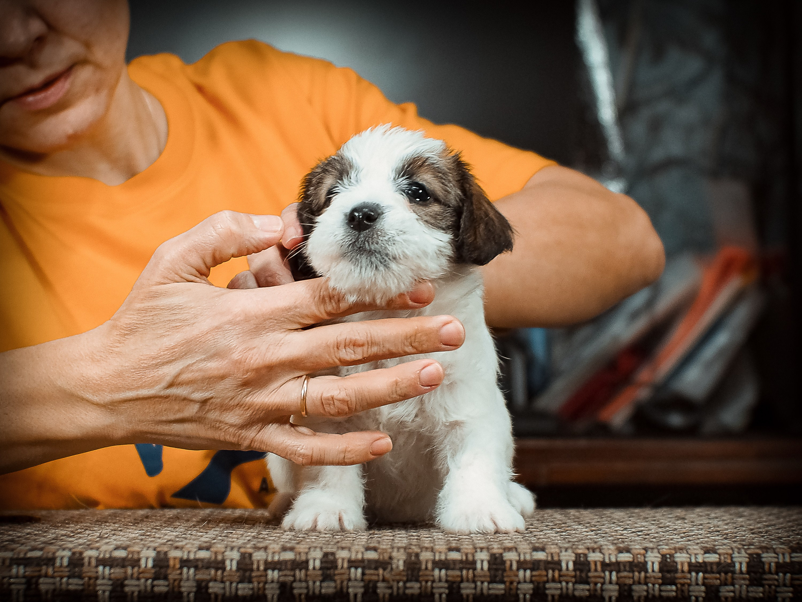 Сук_21_12_25. CANE MAESTRO — kennel Jack Russell Terrier