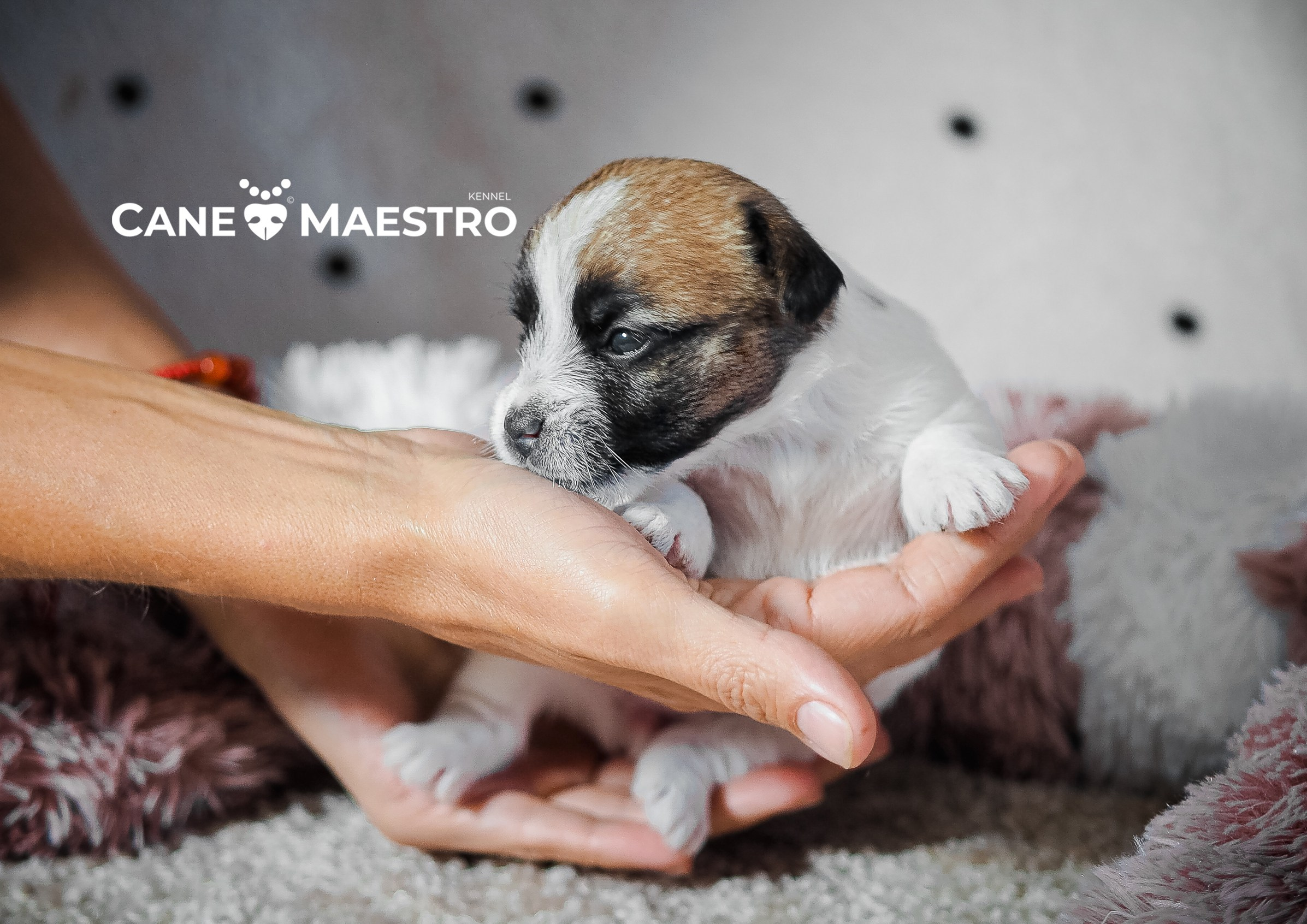 X_female_2_b-t. CANE MAESTRO — kennel Jack Russell Terrier