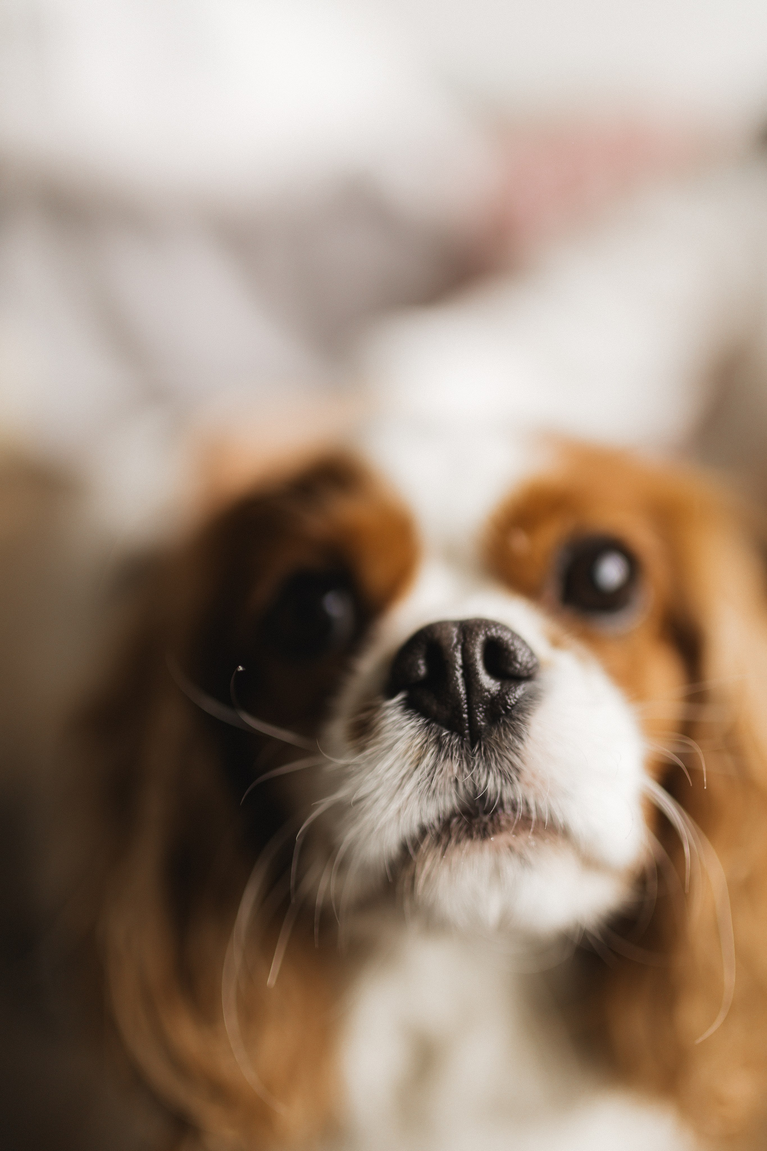 Дарина и Лада. Семейный и свадебный фотограф в Екатеринбурге Орлова Ирина