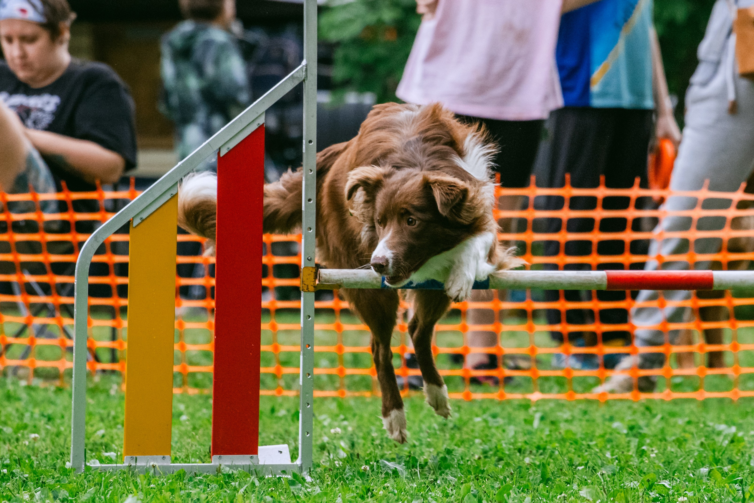 Соревнования по аджилити Долгопрудный 30.06.2025. Фотограф-анималист Татьяна Степанова