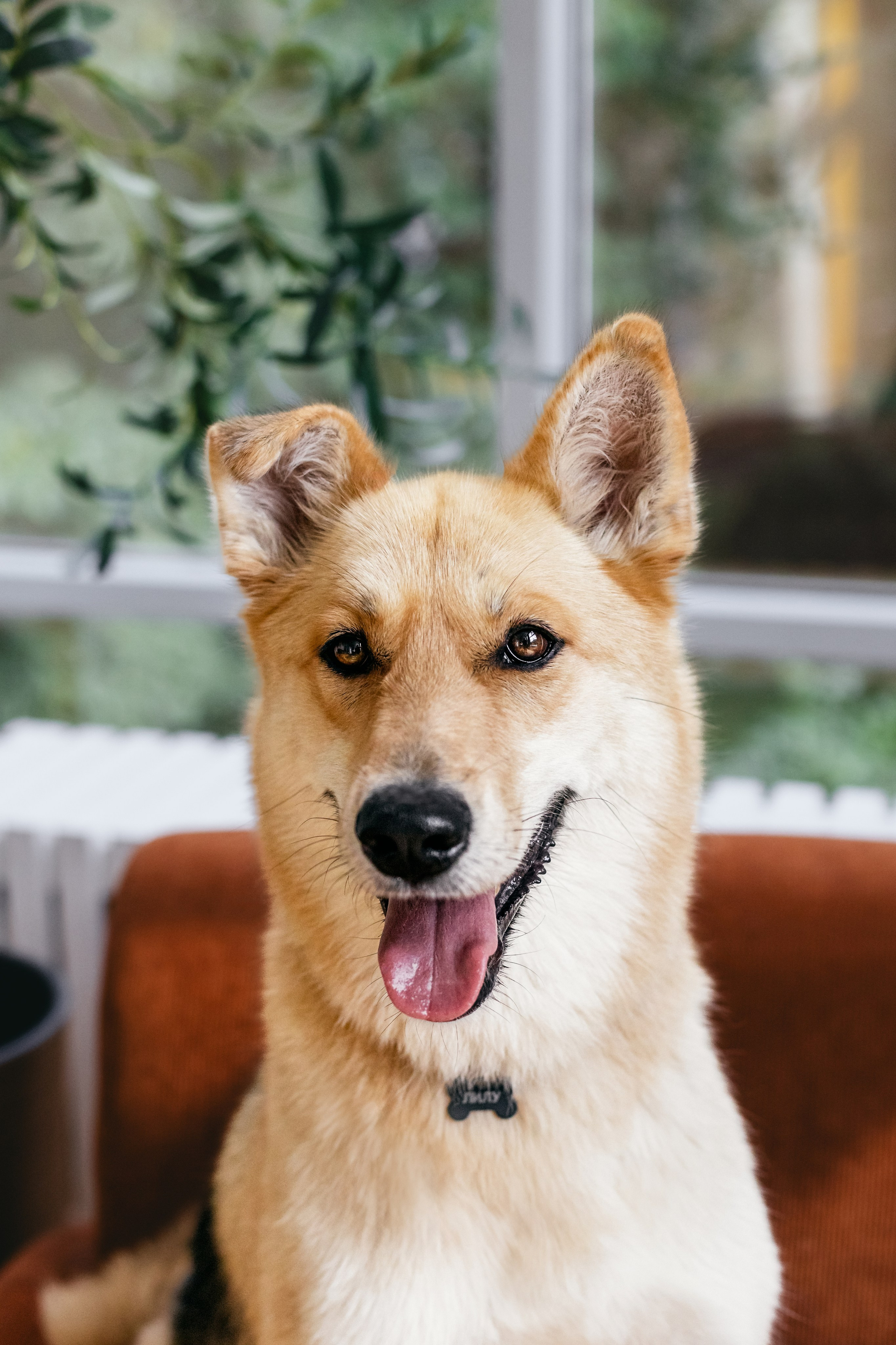 Студия лето 2025. Фотограф-анималист Татьяна Степанова