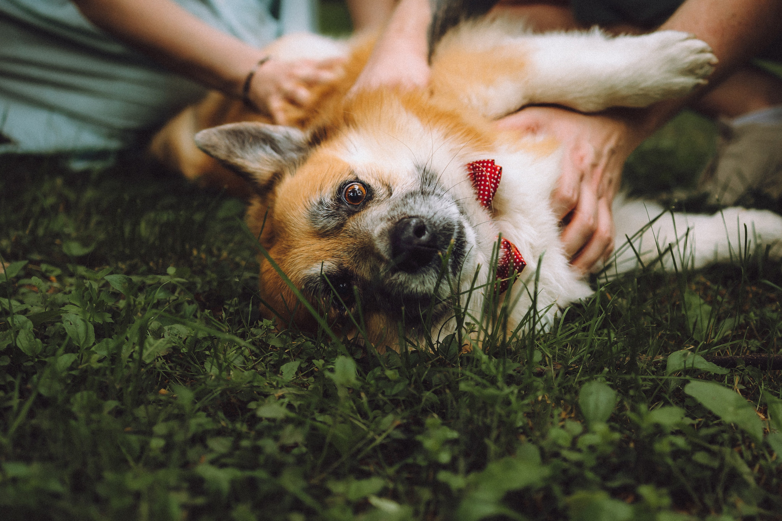 Ира, Леша и Харли